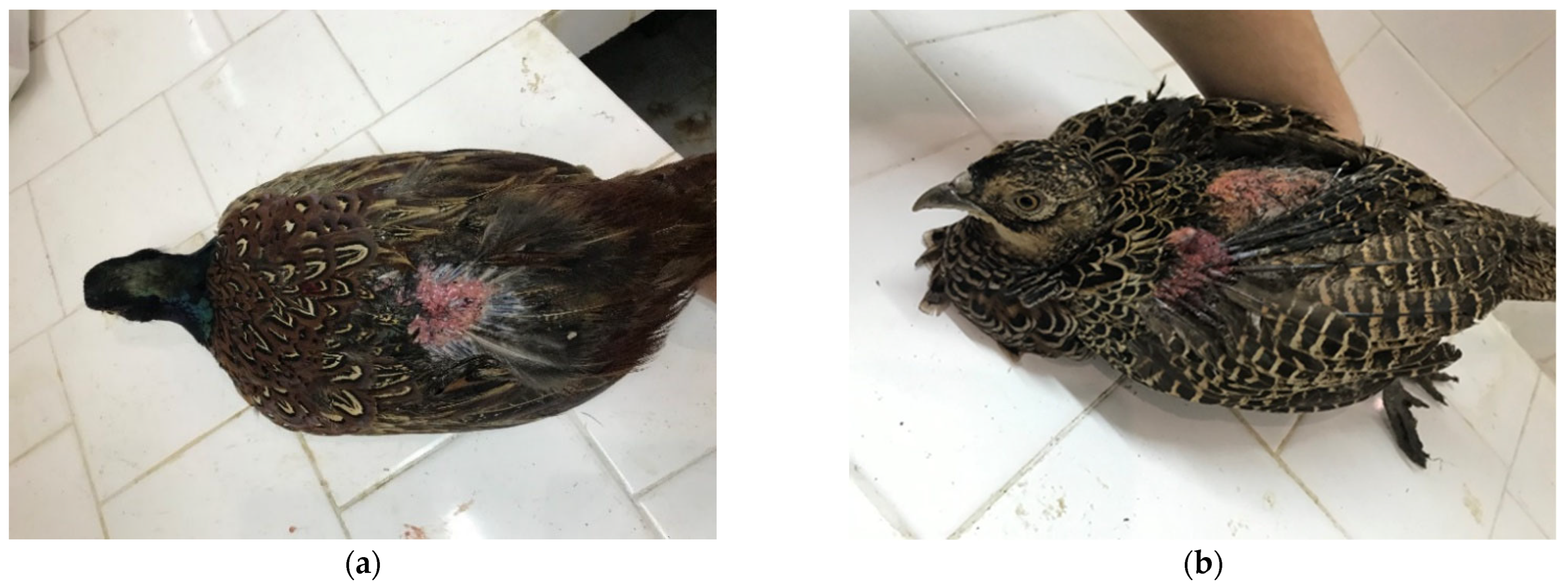 Animals 15 03561 g004 Animals 15 03561 g004