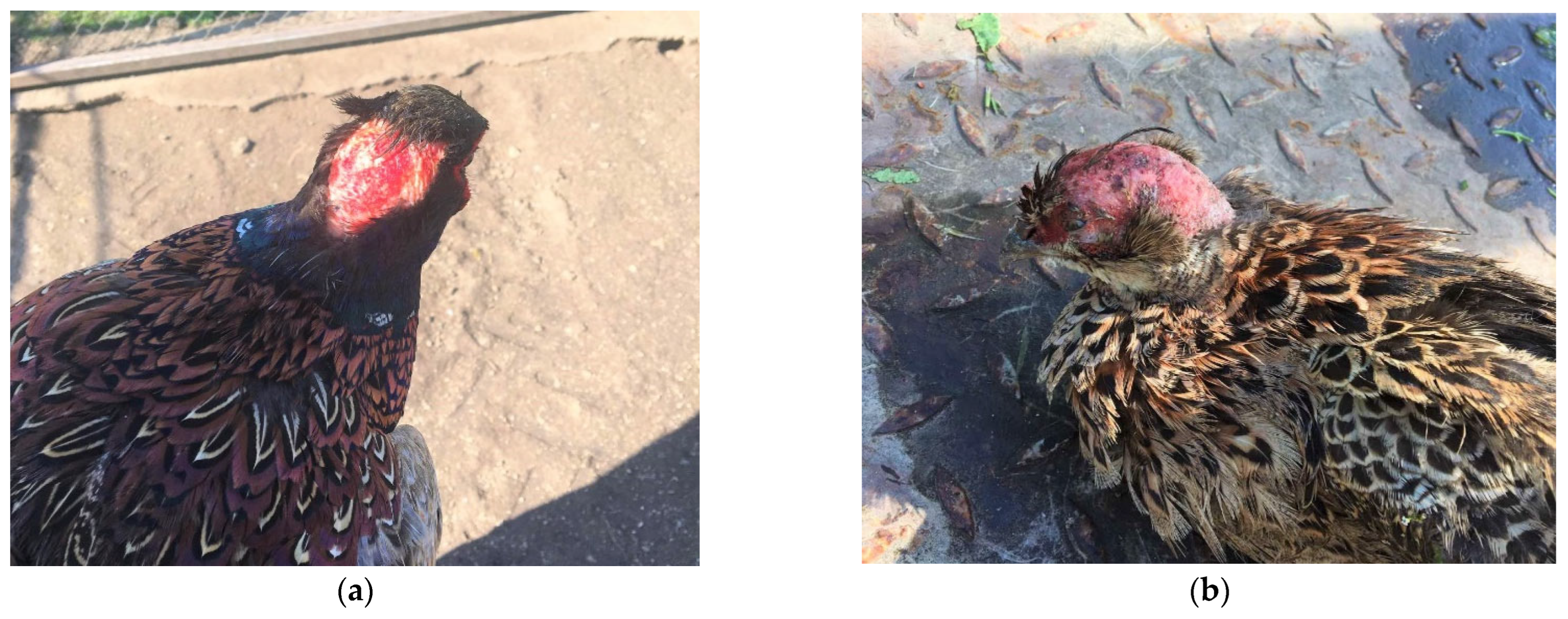 Animals 15 03561 g005 Animals 15 03561 g005