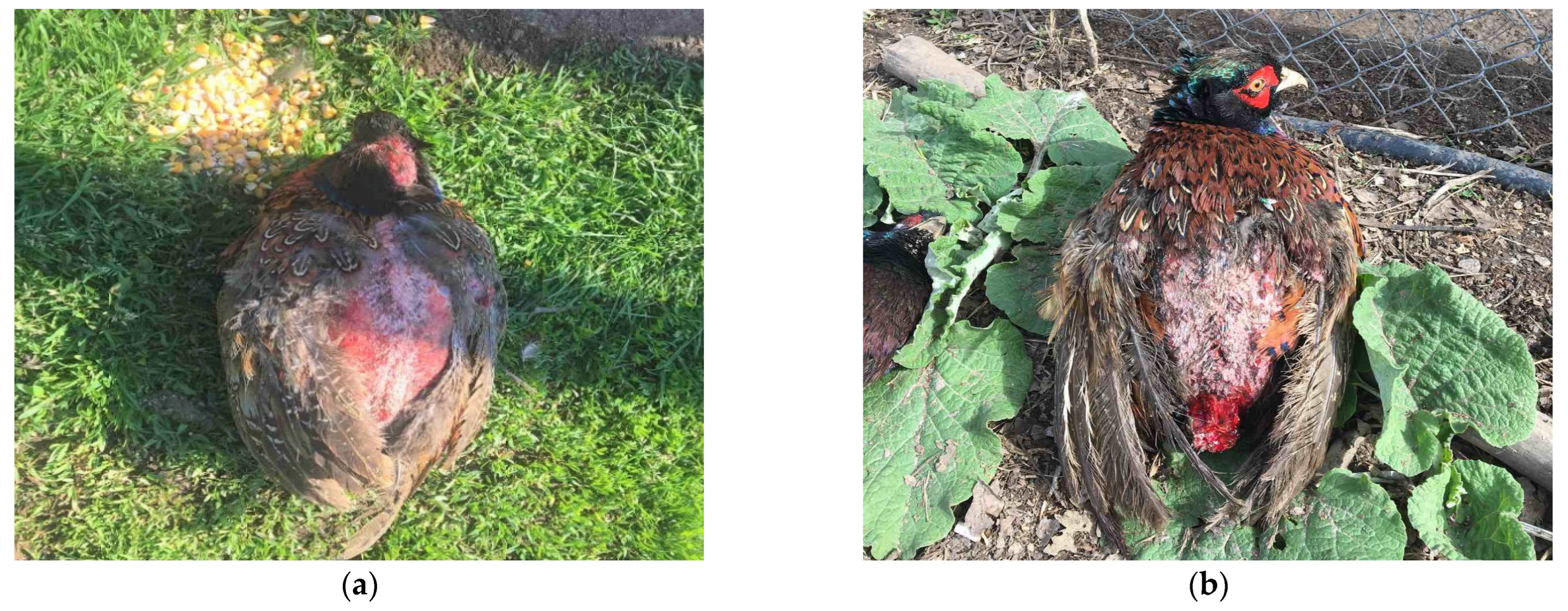 Animals 15 03561 g006 Animals 15 03561 g006