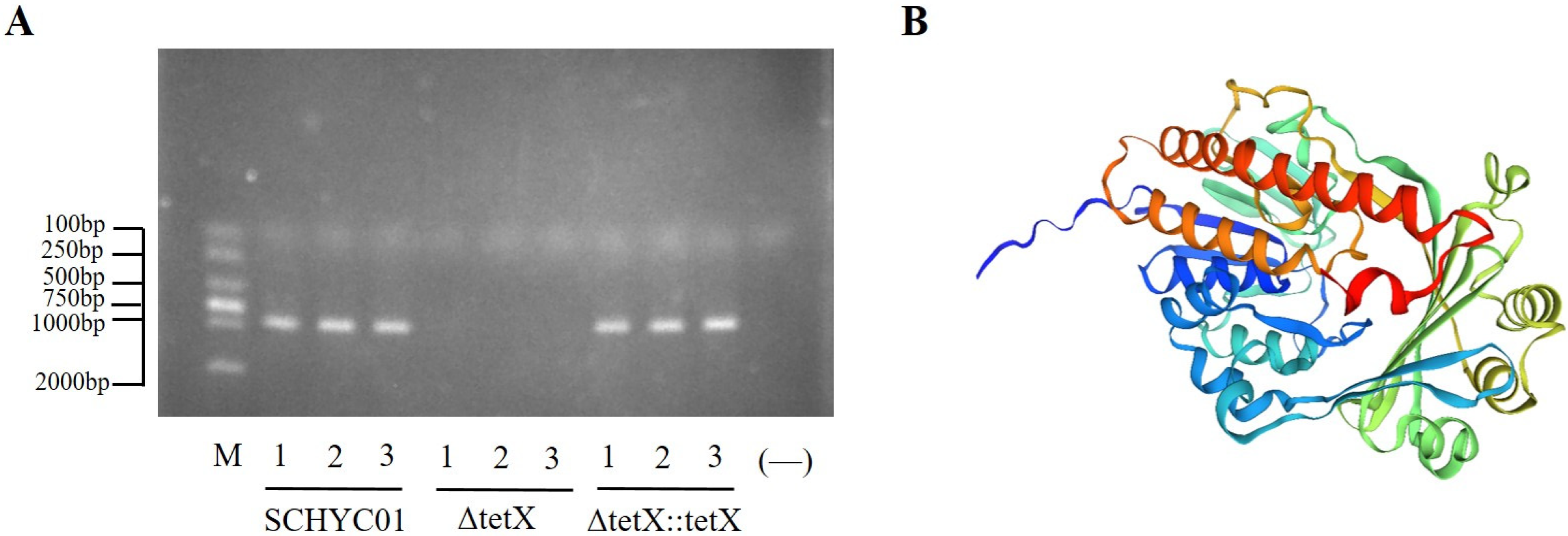 Animals 15 03564 g001