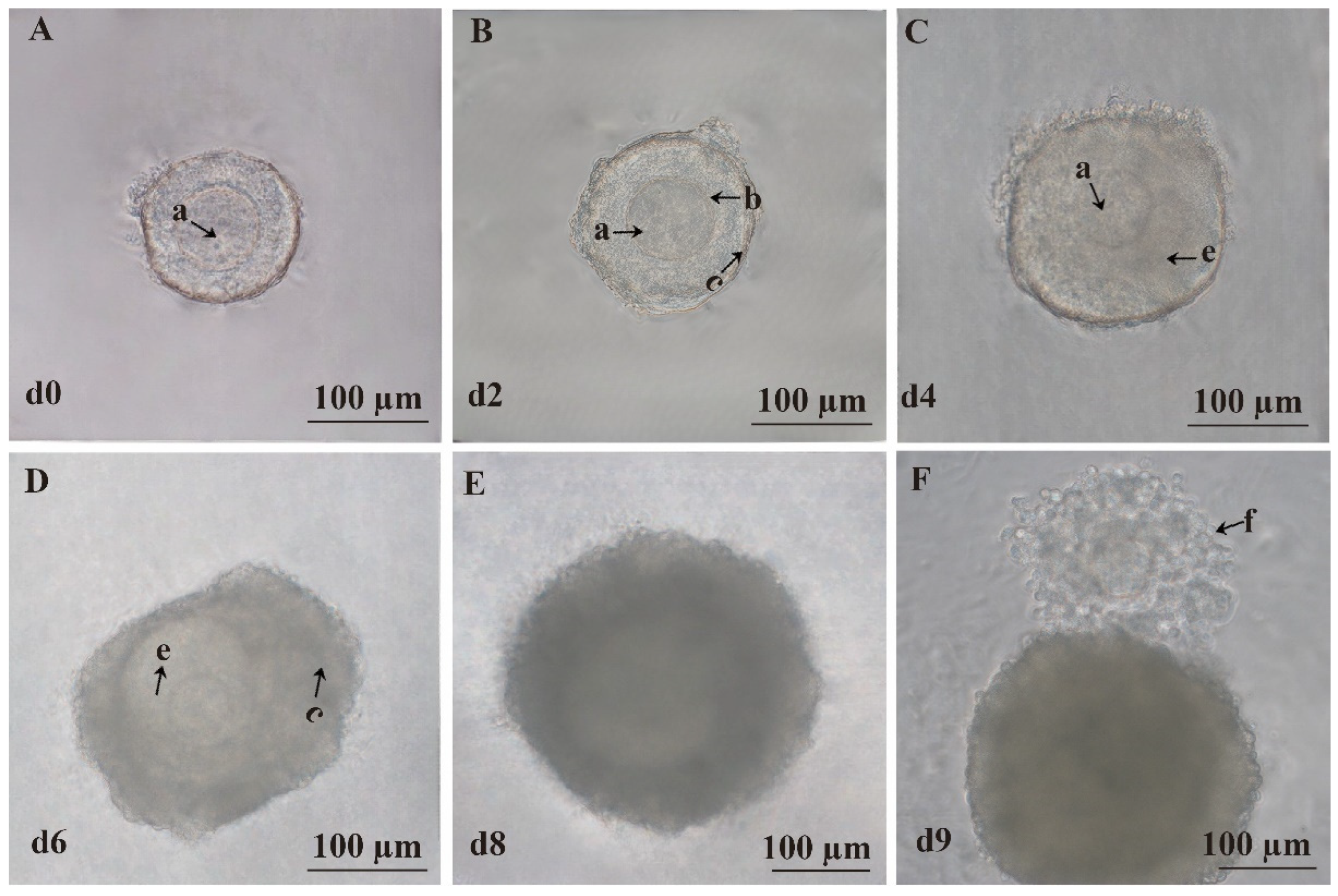 Animals 15 03567 g002 Animals 15 03567 g002