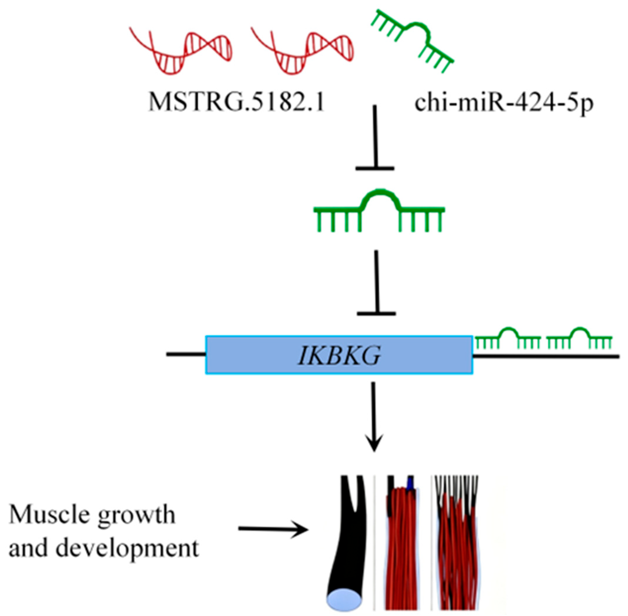 Animals 15 03568 g008 Animals 15 03568 g008