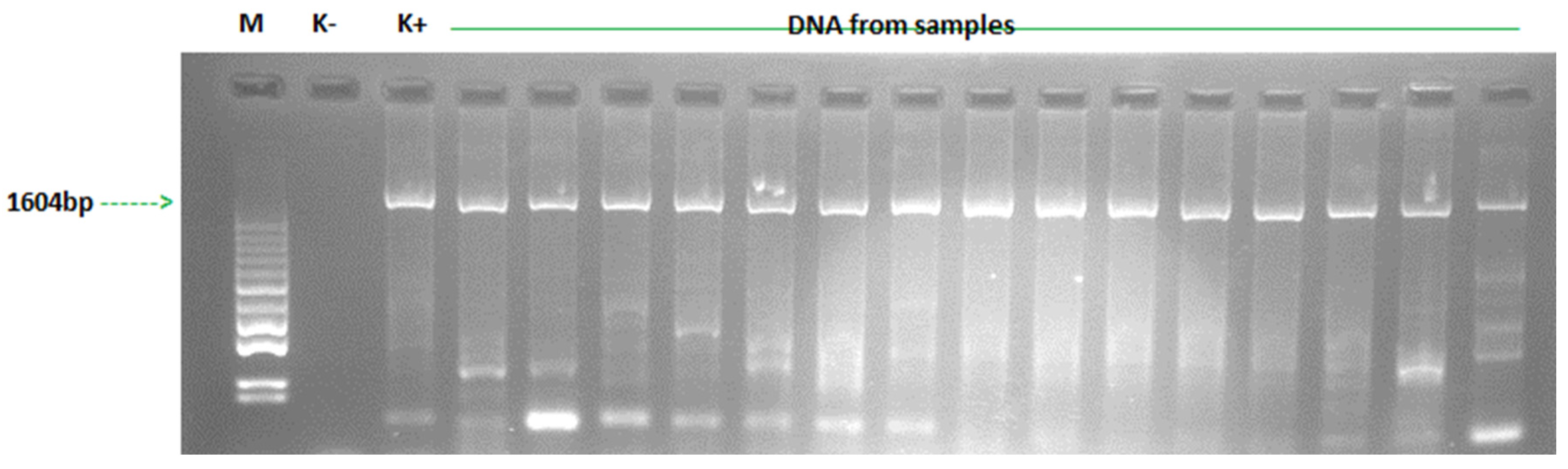 Animals 15 03572 g002 Animals 15 03572 g002