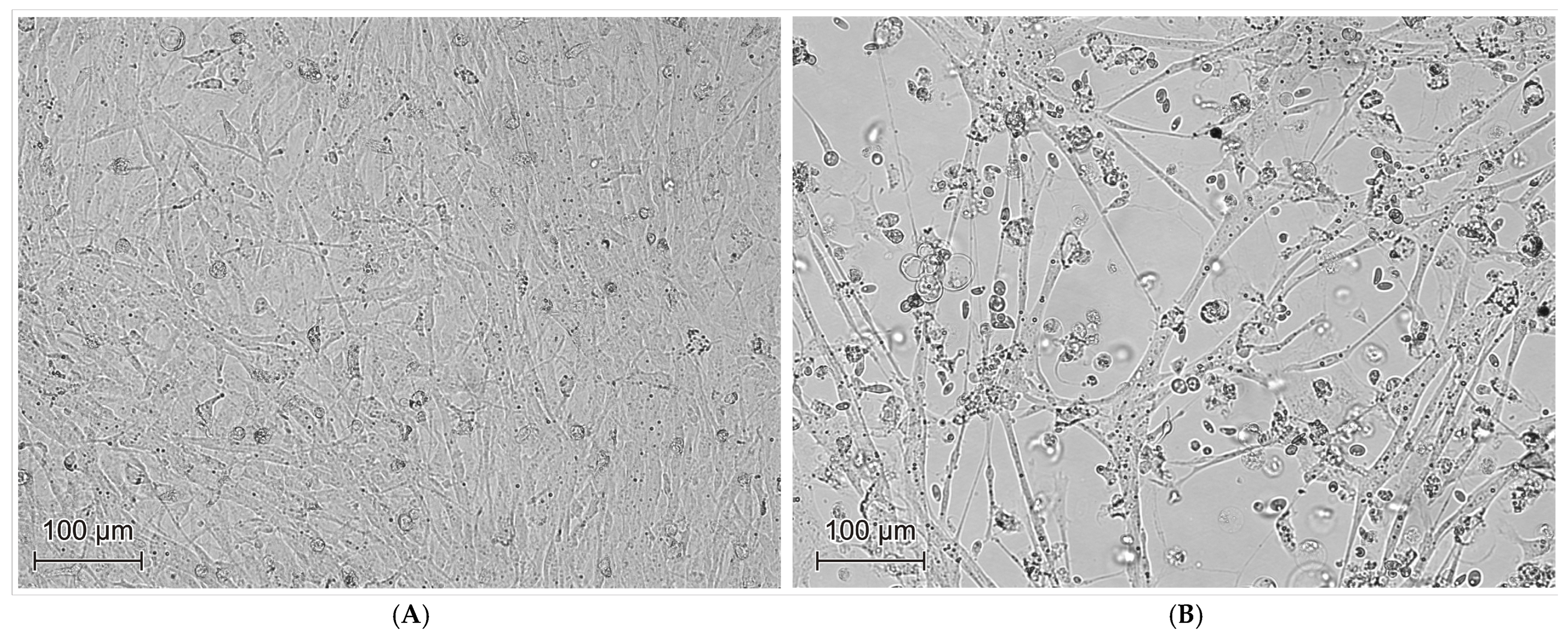 Animals 15 03572 g005 Animals 15 03572 g005