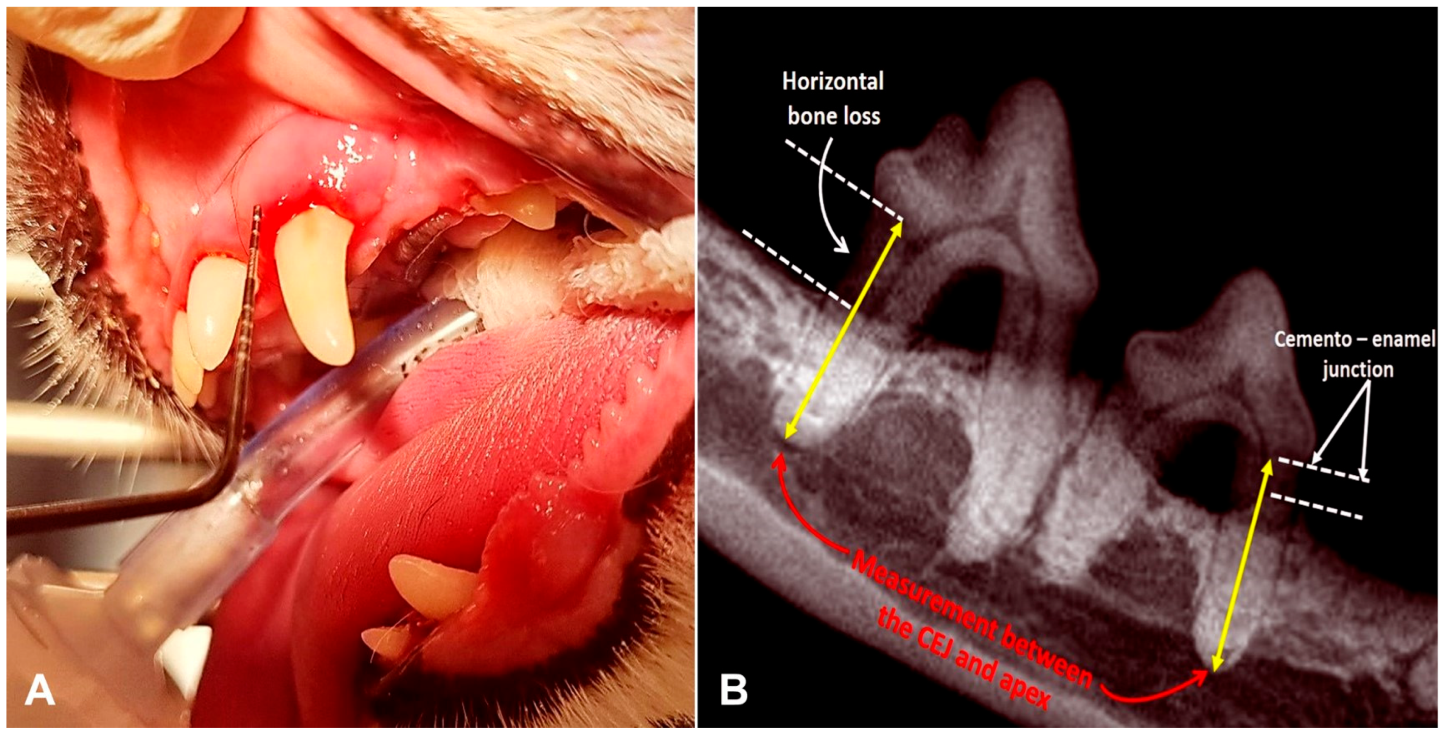 Animals 15 03581 g001 Animals 15 03581 g001