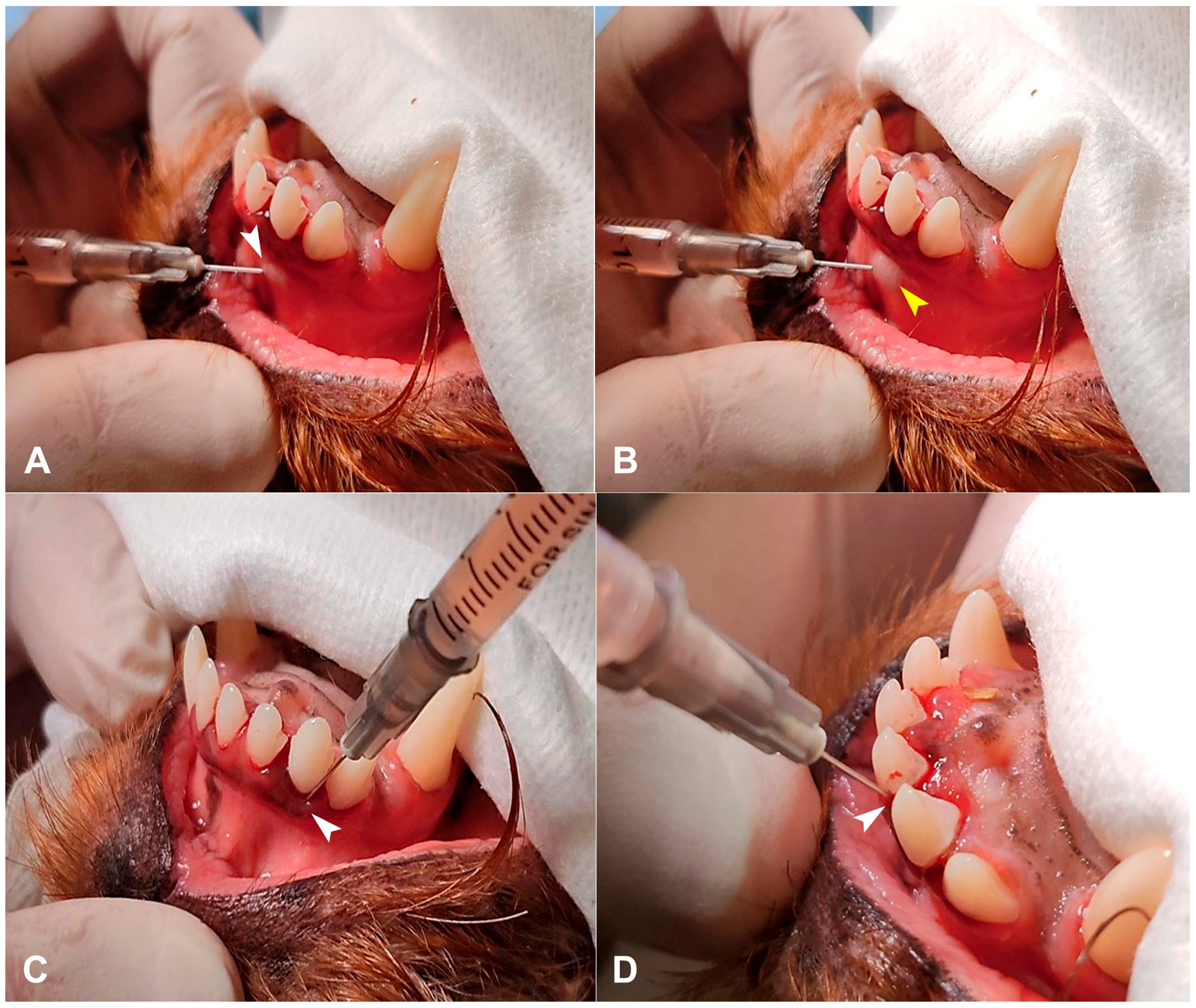 Animals 15 03581 g003 Animals 15 03581 g003