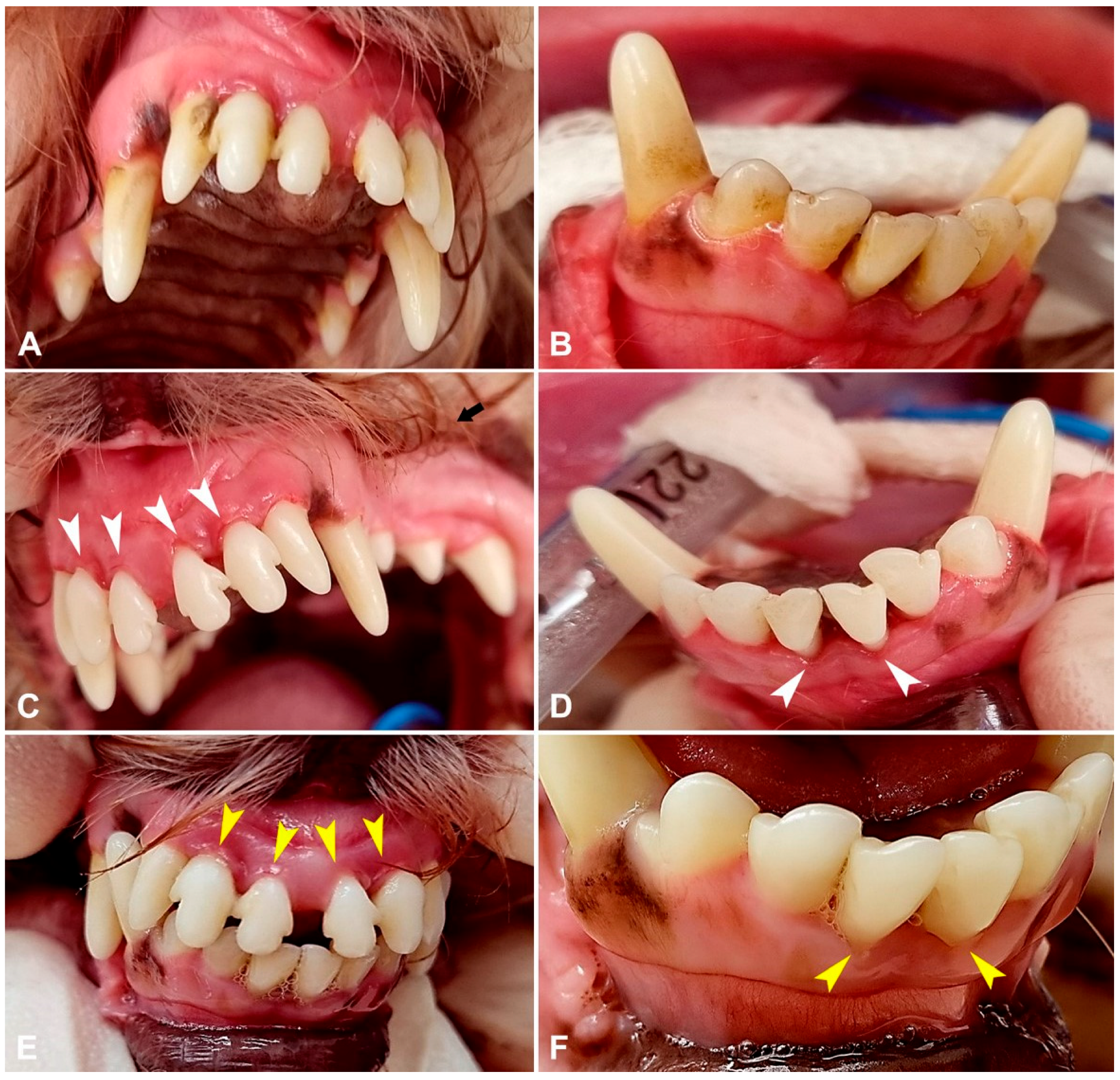 Animals 15 03581 g004 Animals 15 03581 g004