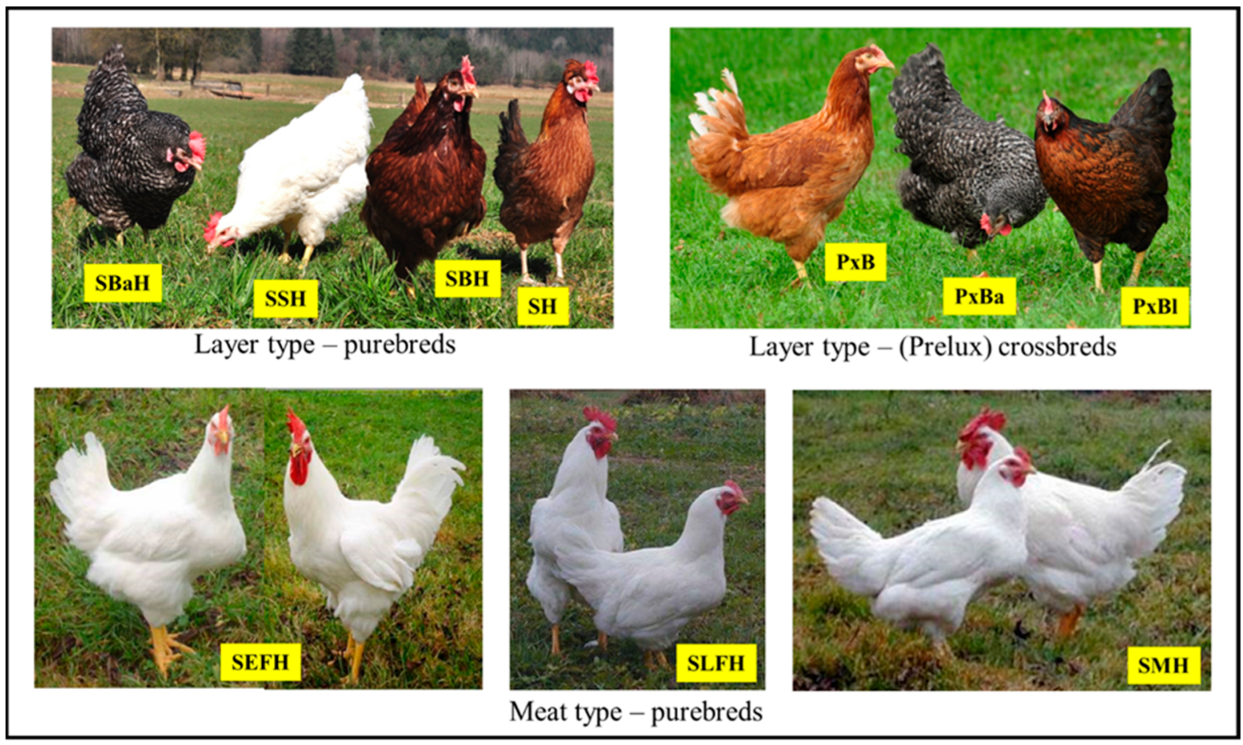 Animals 15 03588 g001 Animals 15 03588 g001