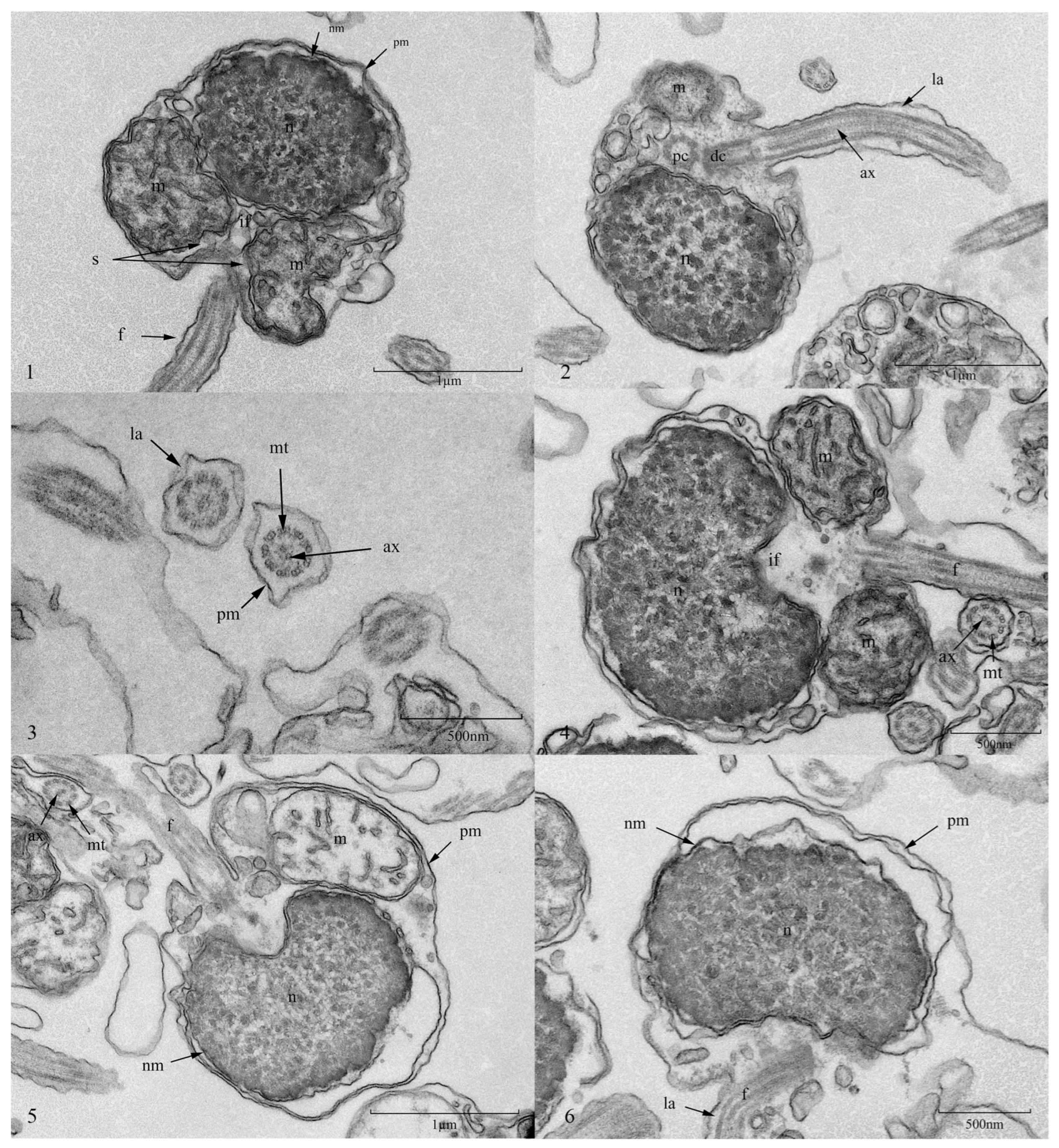 Animals 15 03602 g007 Animals 15 03602 g007