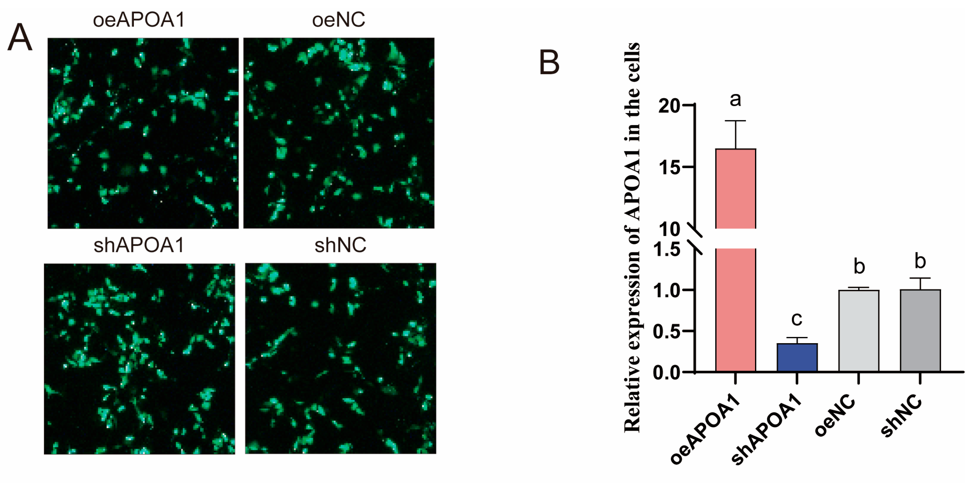 Animals 15 03603 g006a Animals 15 03603 g006a