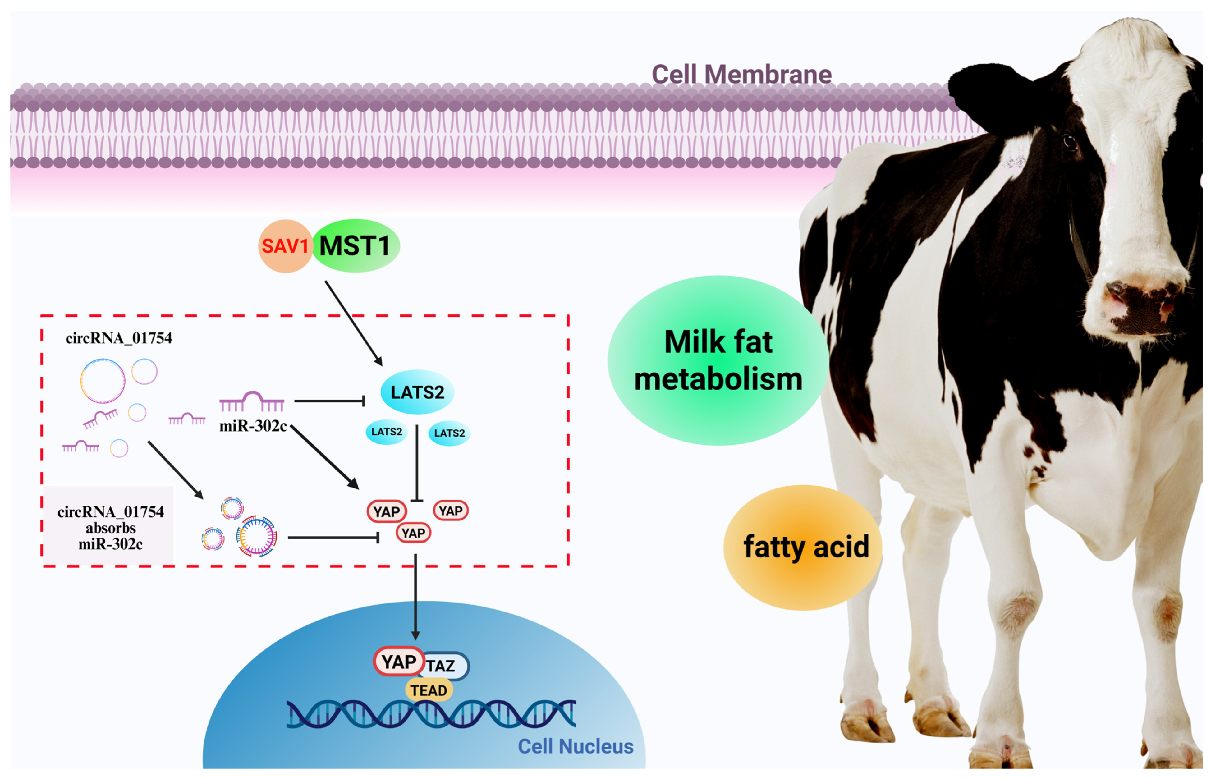 Animals 15 03606 g011 Animals 15 03606 g011