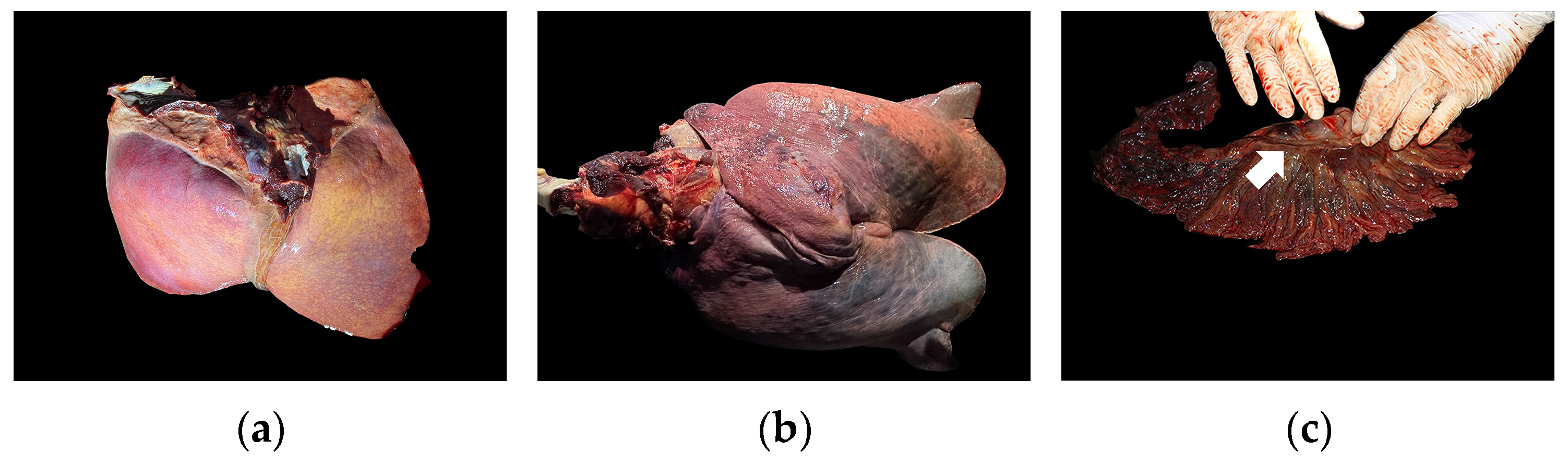 Animals 15 03607 g001 Animals 15 03607 g001