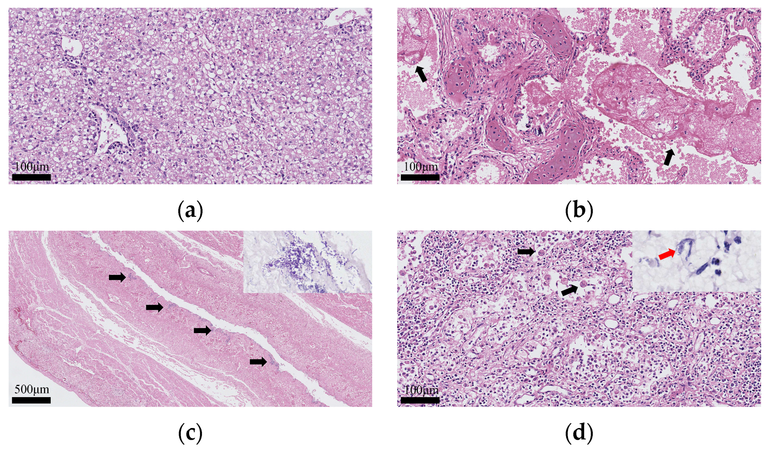 Animals 15 03607 g002 Animals 15 03607 g002