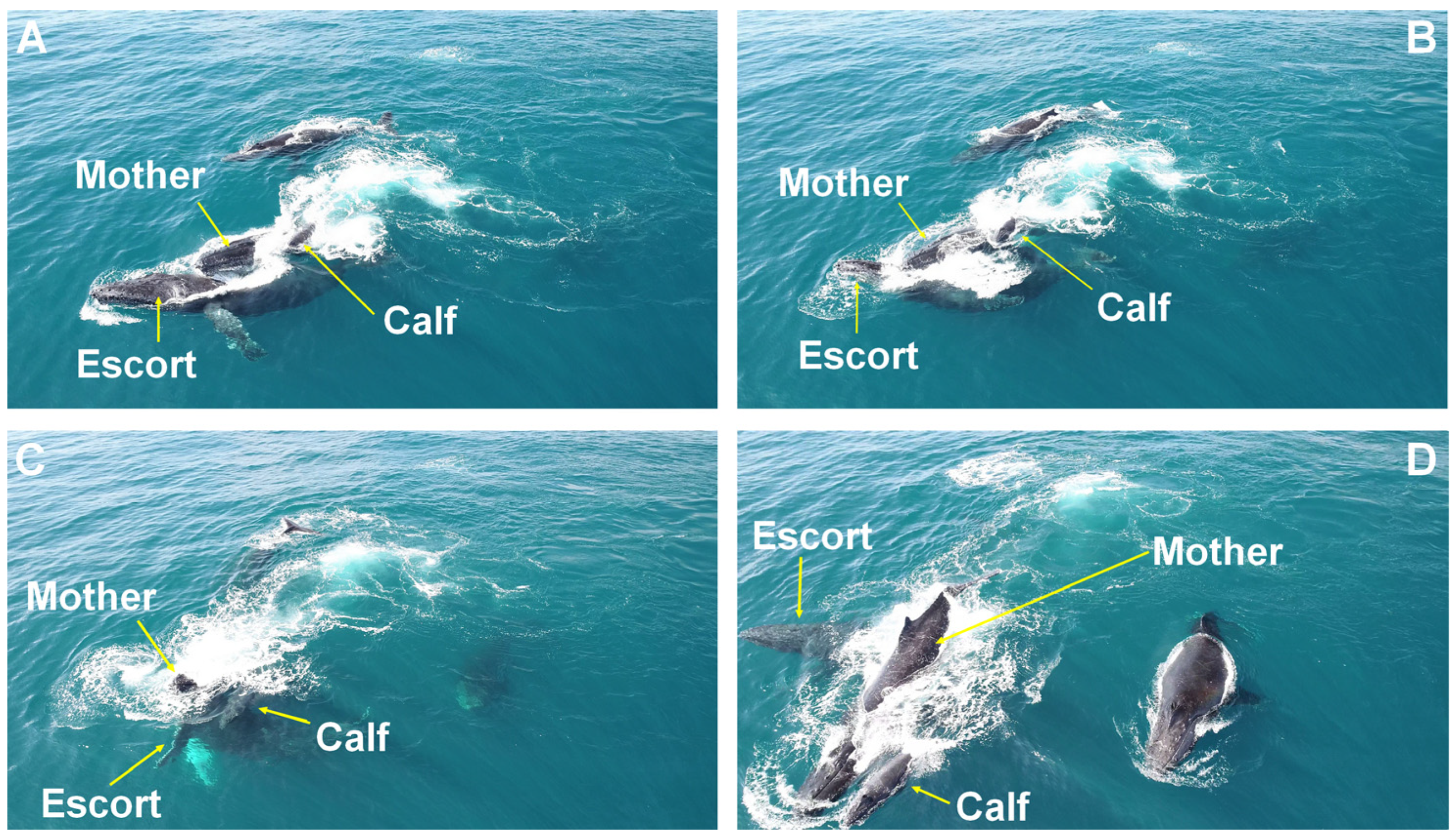 Animals 15 03610 g002 Animals 15 03610 g002