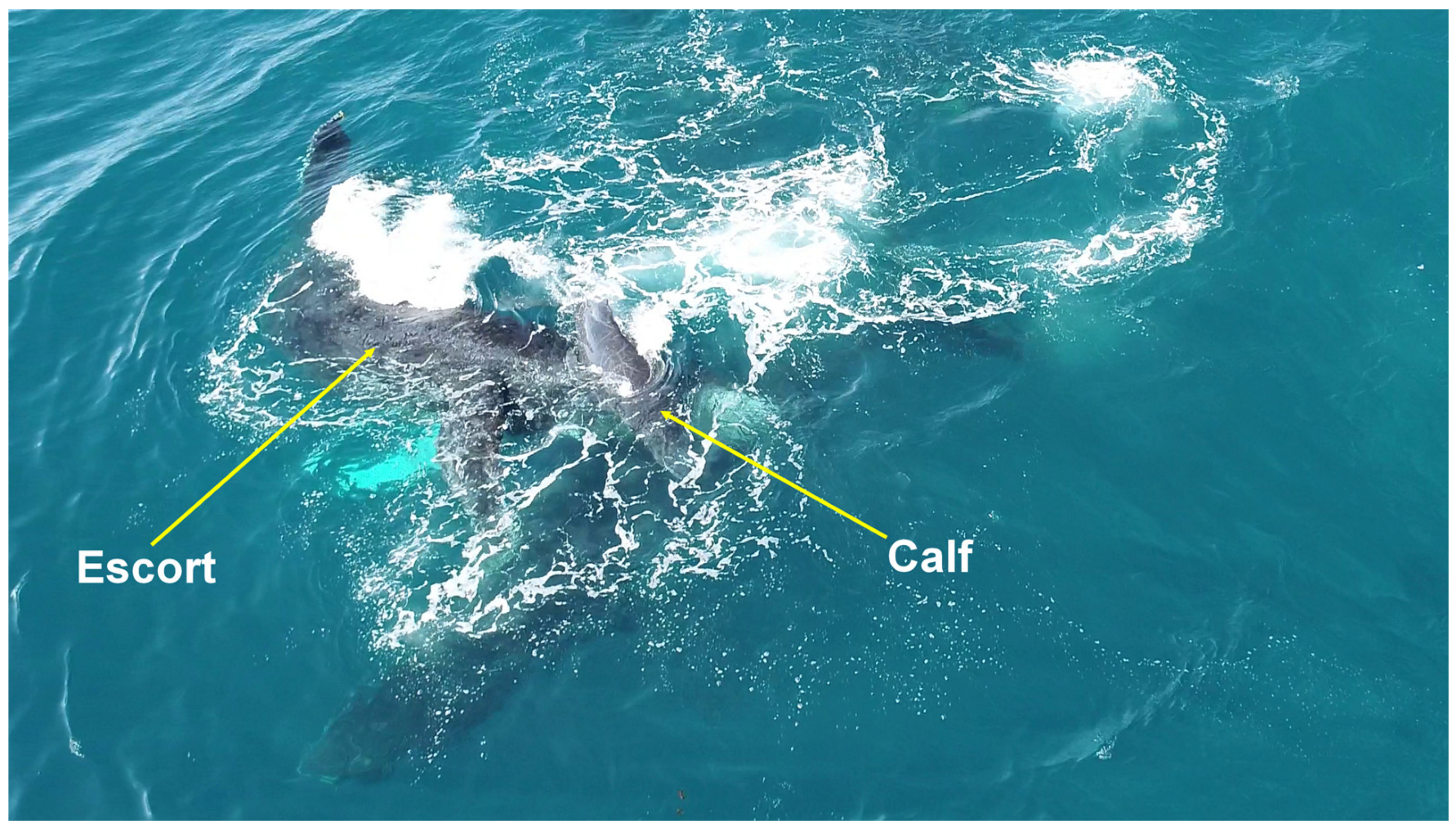 Animals 15 03610 g005 Animals 15 03610 g005