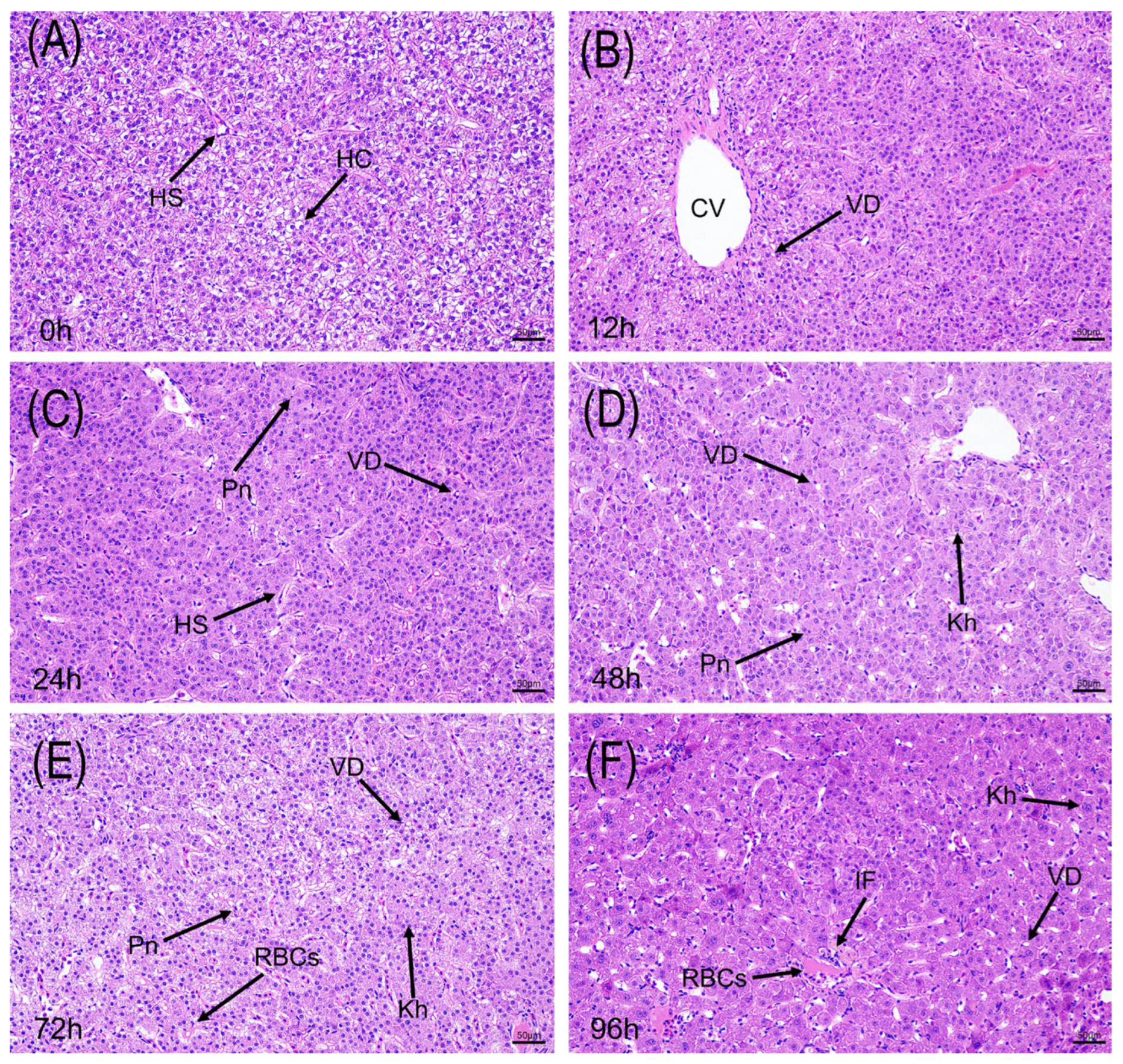 Animals 15 03621 g003