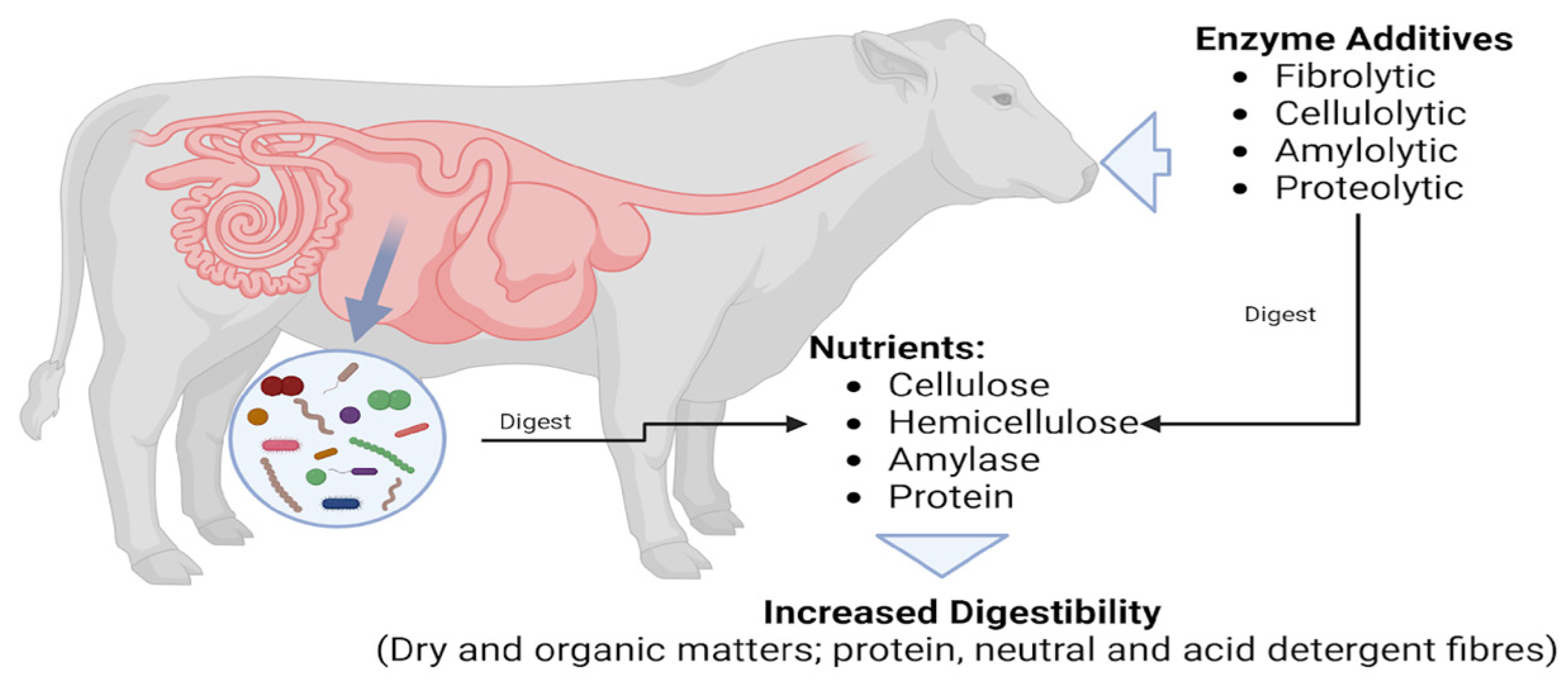 Animals 15 03631 g002 Animals 15 03631 g002