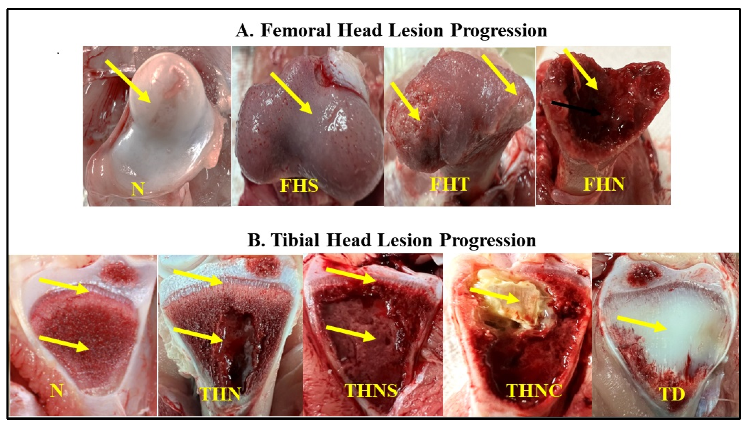 Animals 15 03632 g003 Animals 15 03632 g003