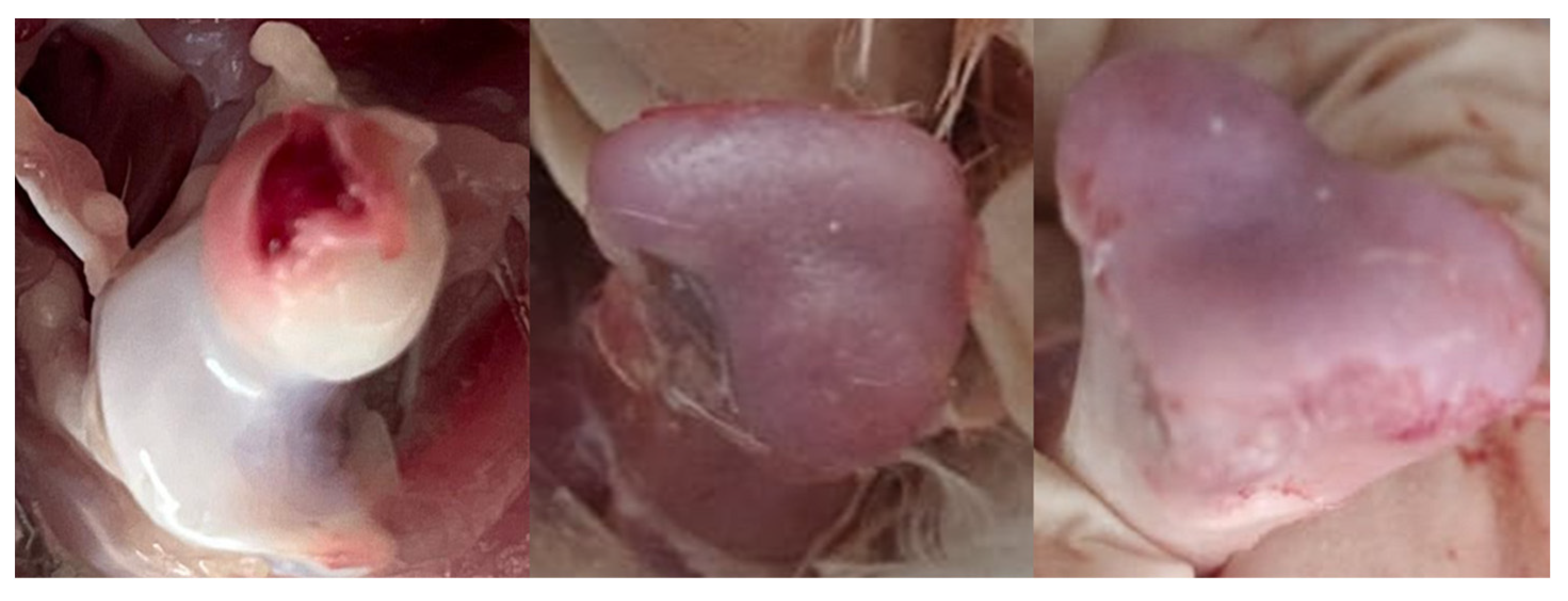 Animals 15 03632 g005 Animals 15 03632 g005