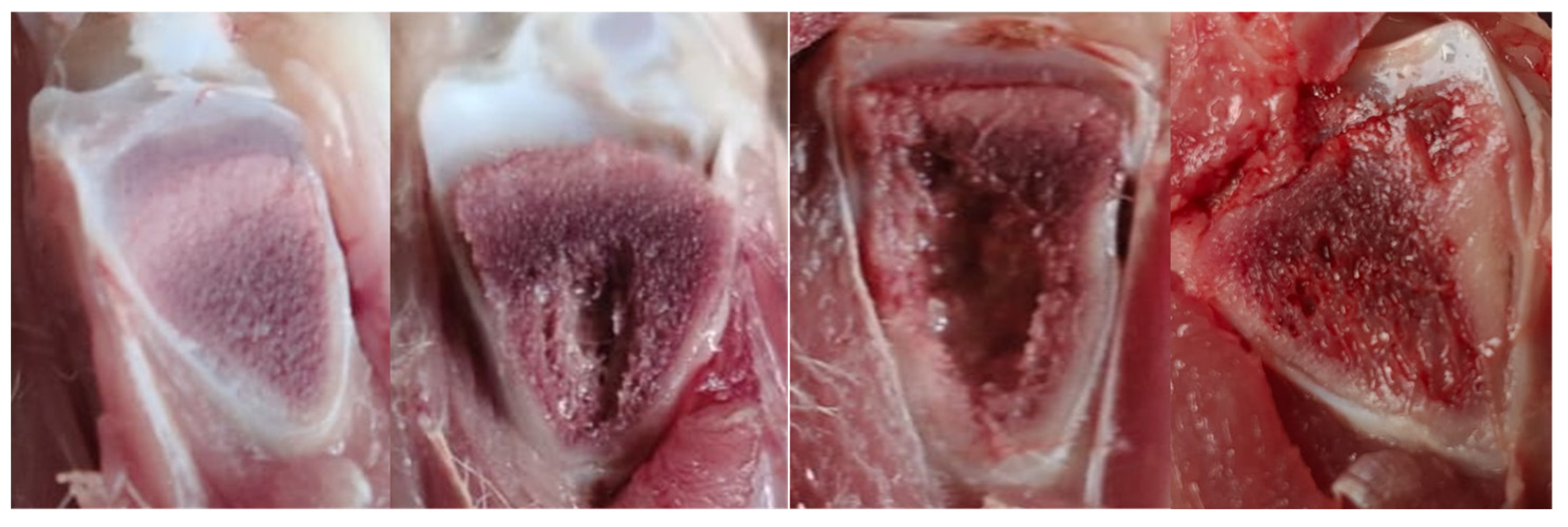 Animals 15 03632 g007 Animals 15 03632 g007