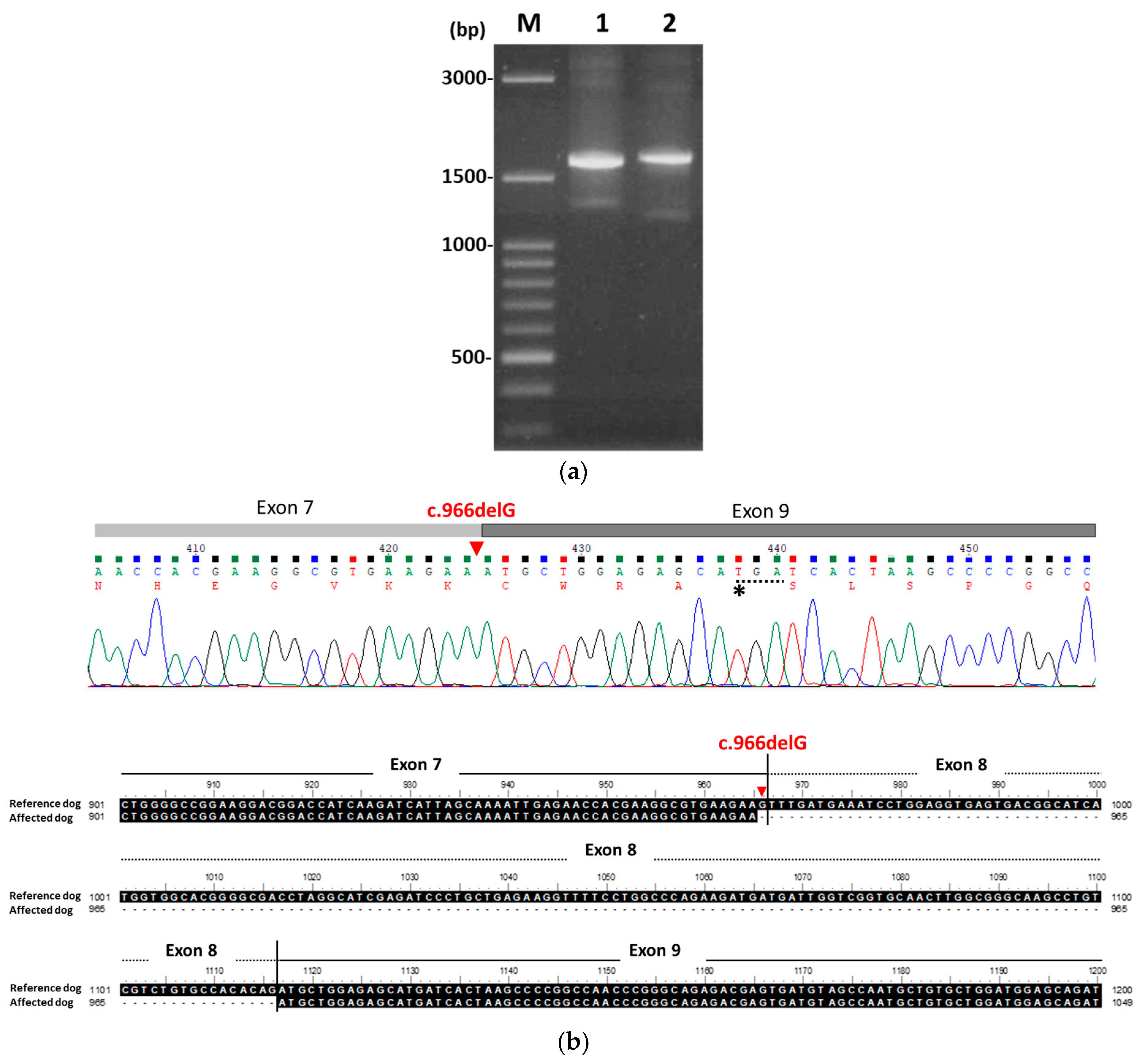 Animals 15 03634 g002a Animals 15 03634 g002a