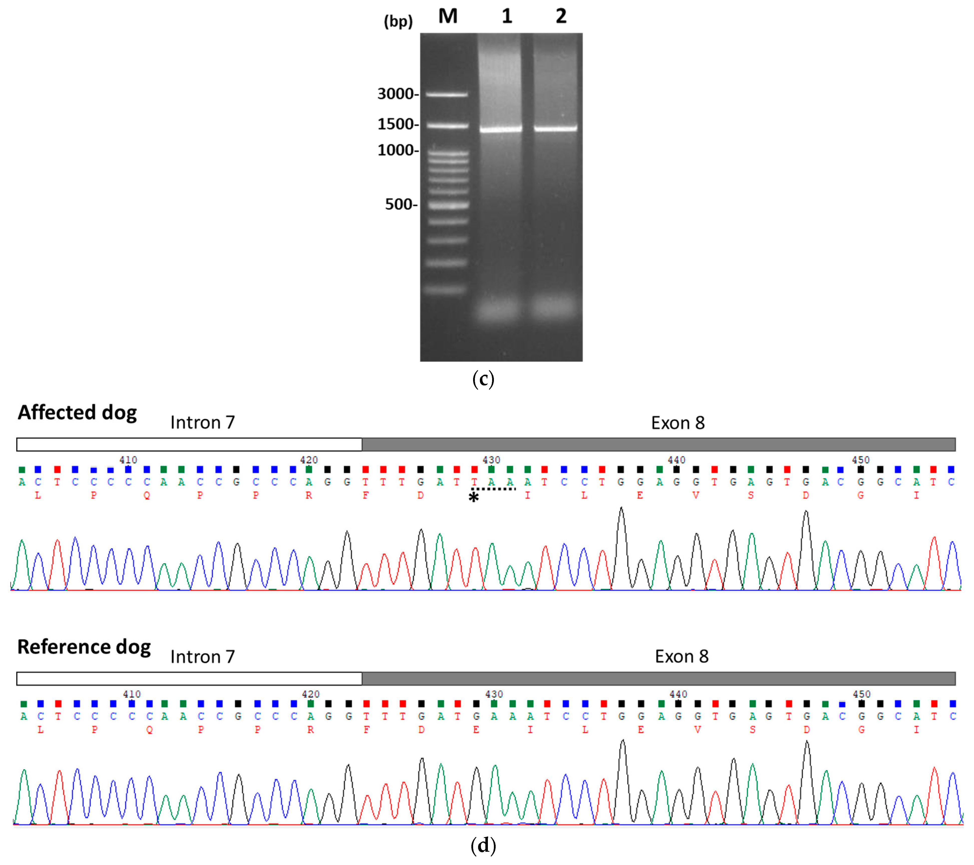 Animals 15 03634 g002b Animals 15 03634 g002b