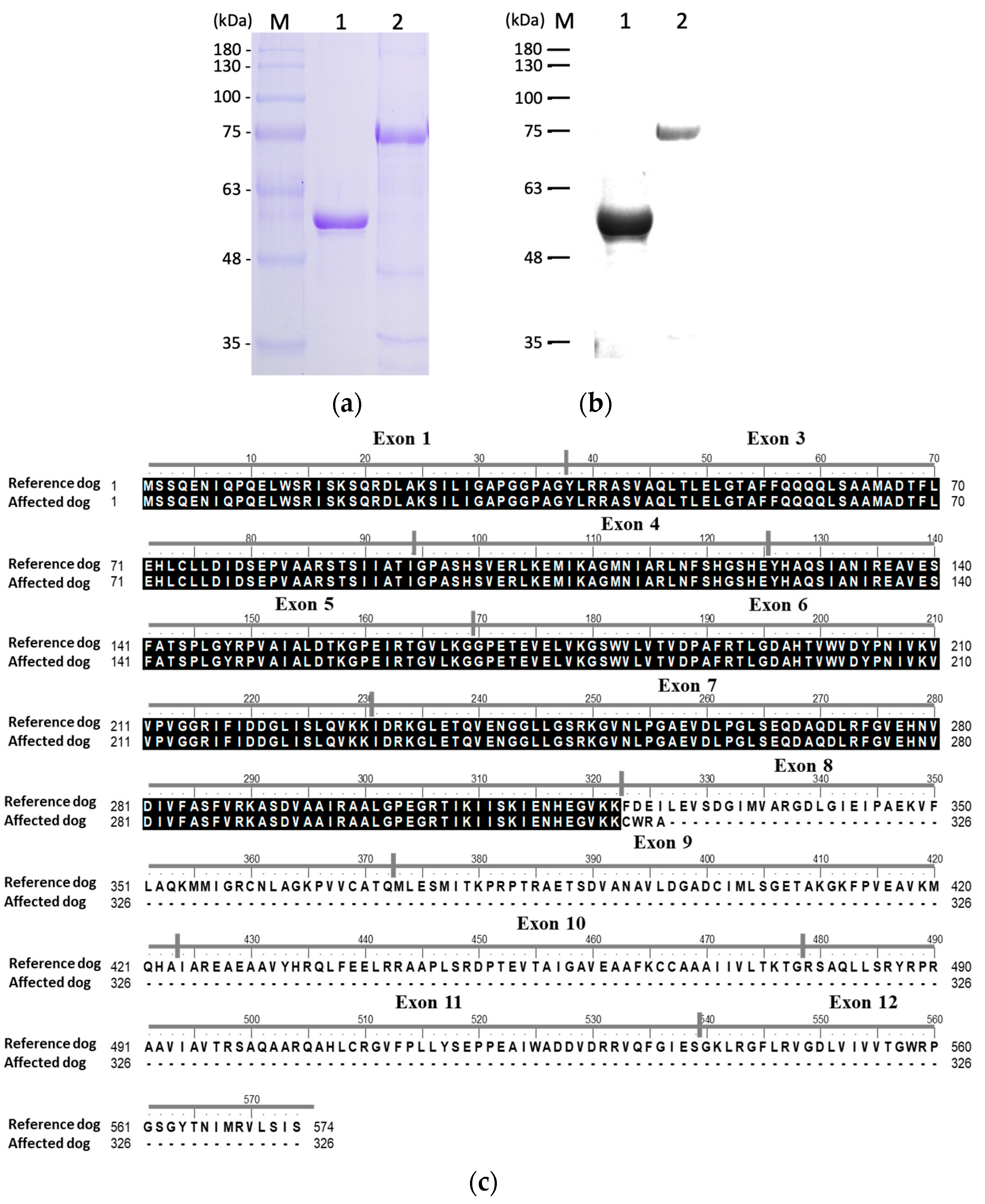 Animals 15 03634 g003 Animals 15 03634 g003