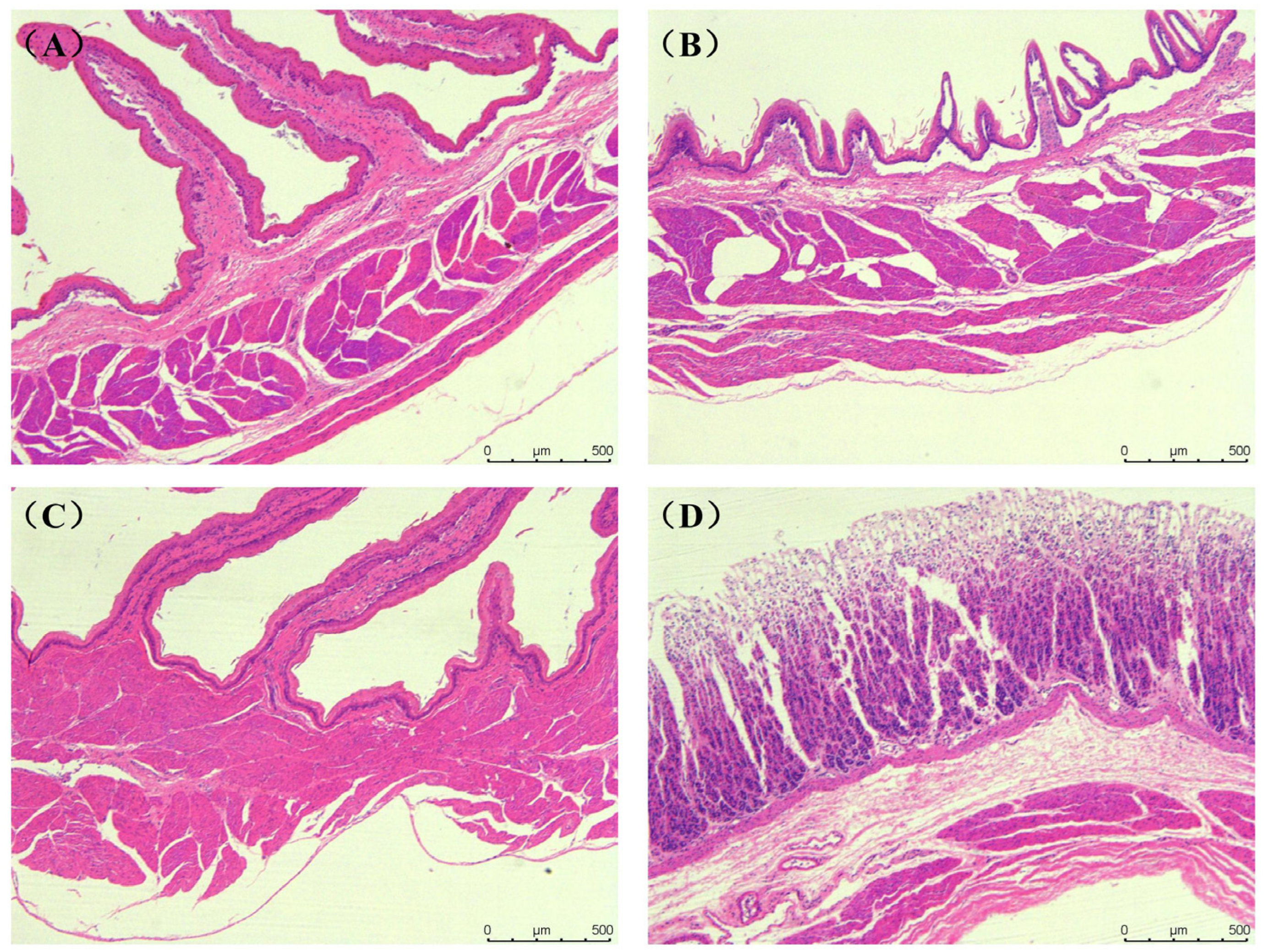 Animals 15 03651 g001 Animals 15 03651 g001