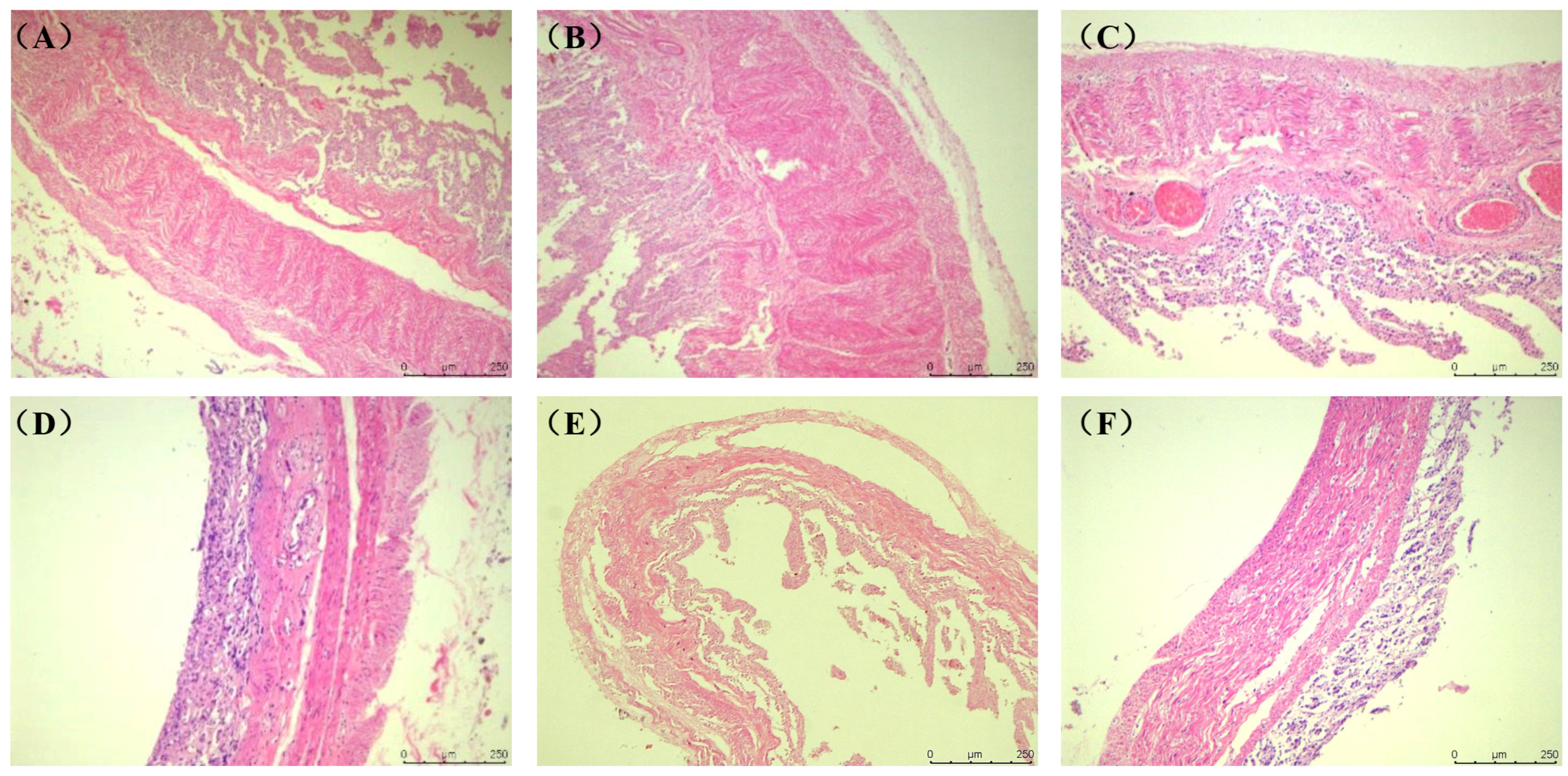 Animals 15 03651 g002 Animals 15 03651 g002