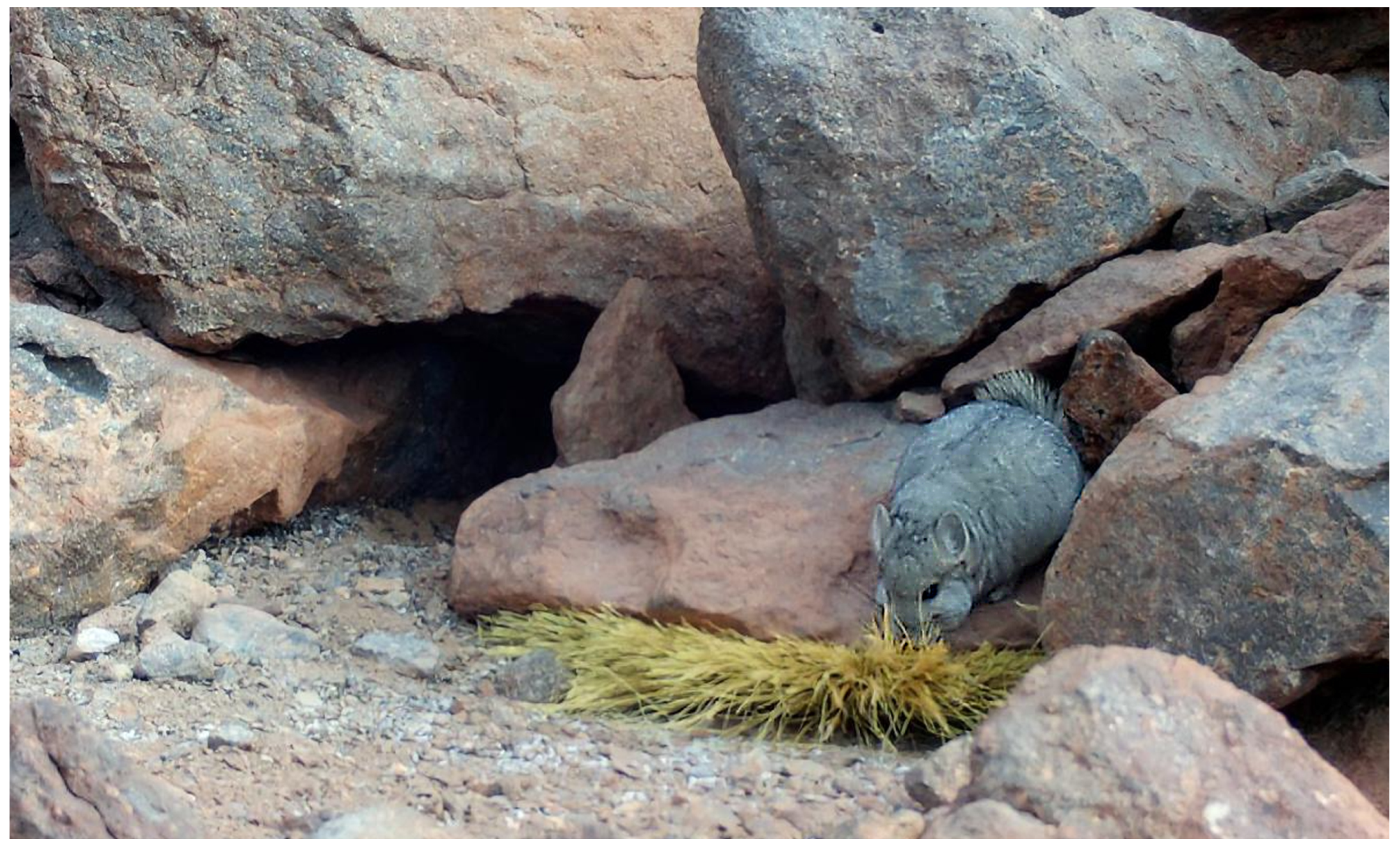 Animals 16 00027 g001