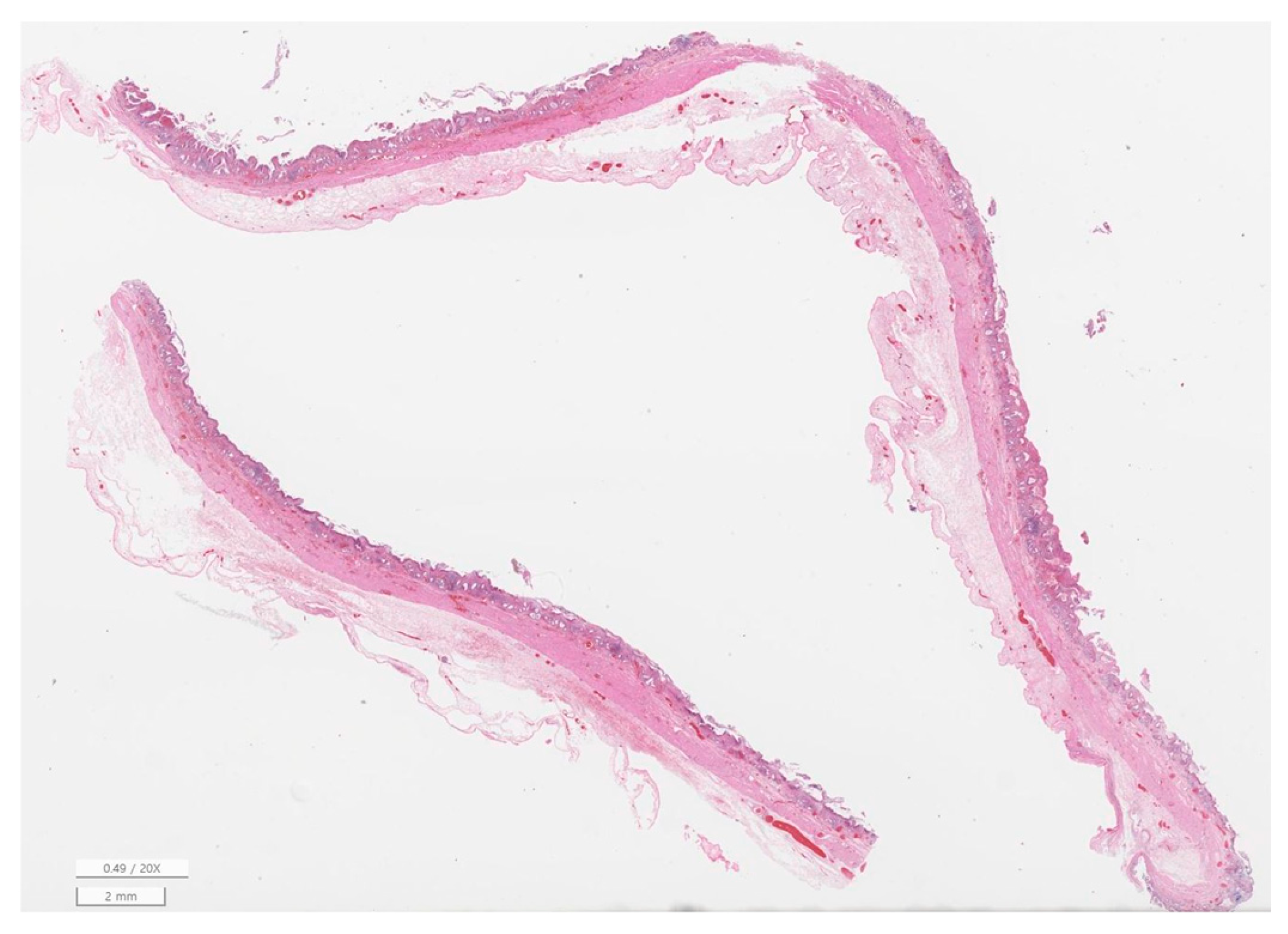 Animals 16 00031 g005