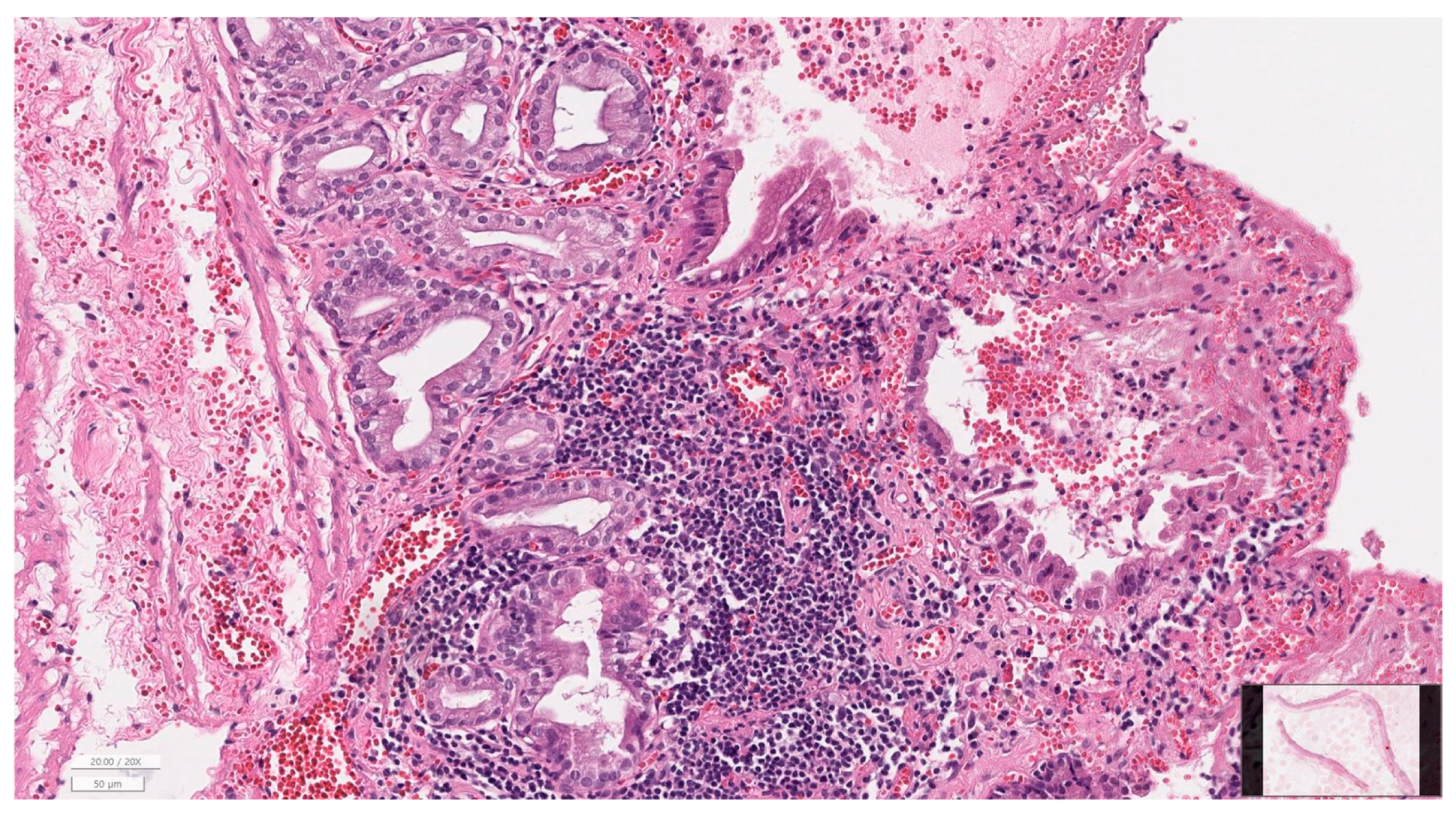 Animals 16 00031 g006