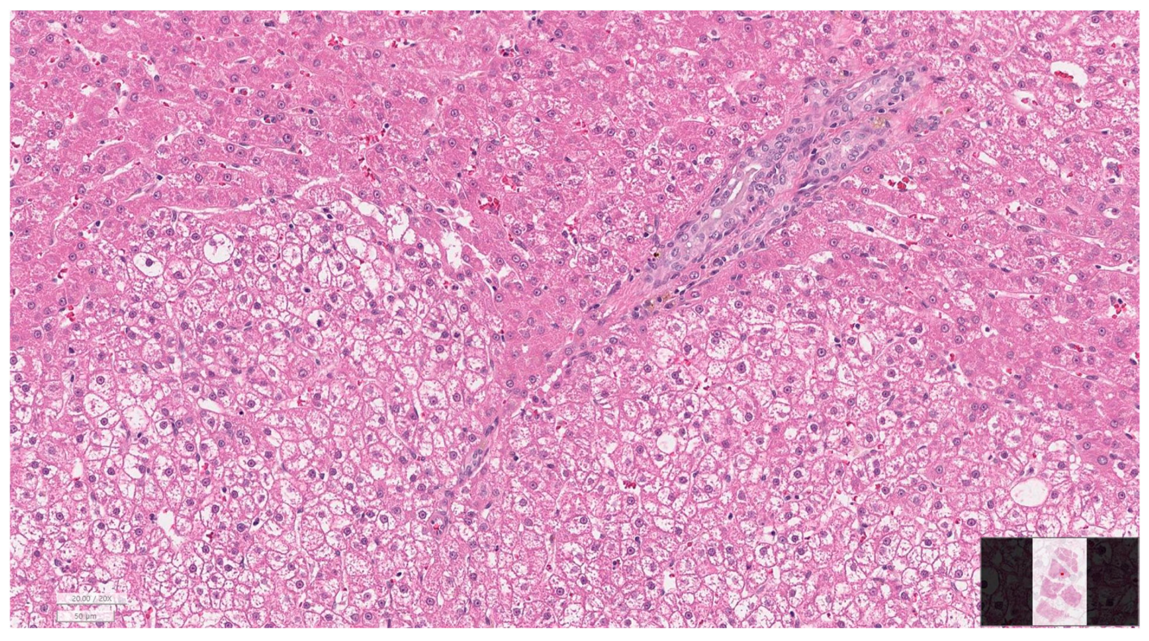 Animals 16 00031 g007