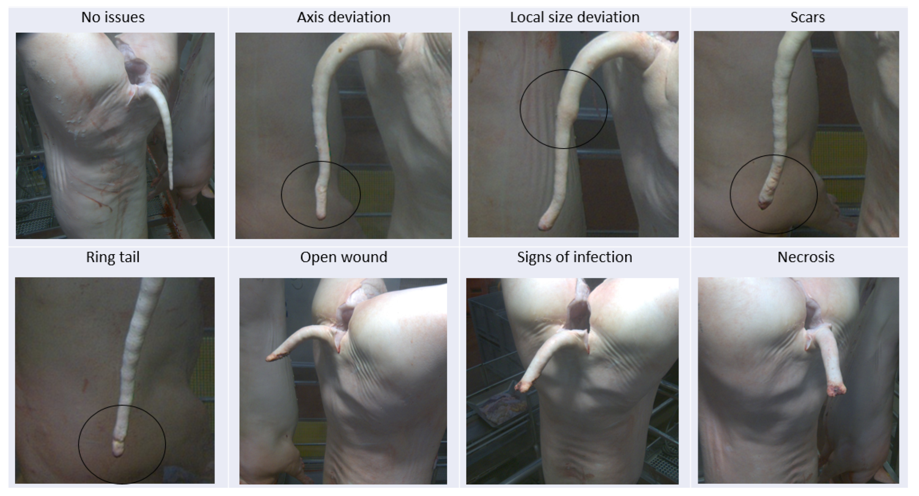 Animals 16 00056 g003