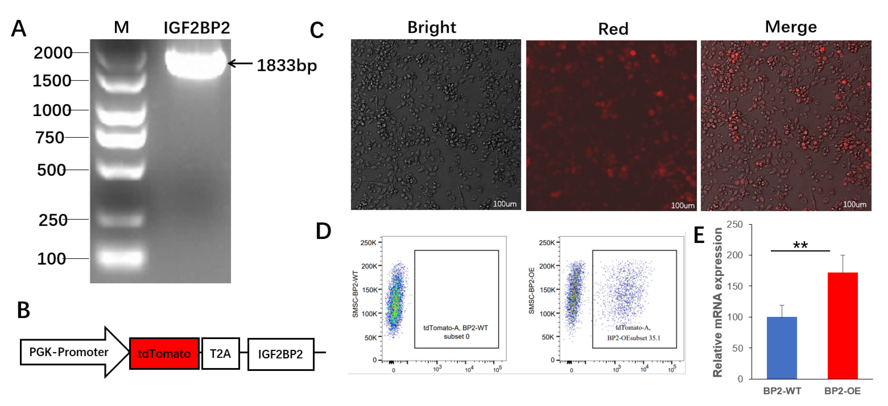 Animals 16 00058 g005