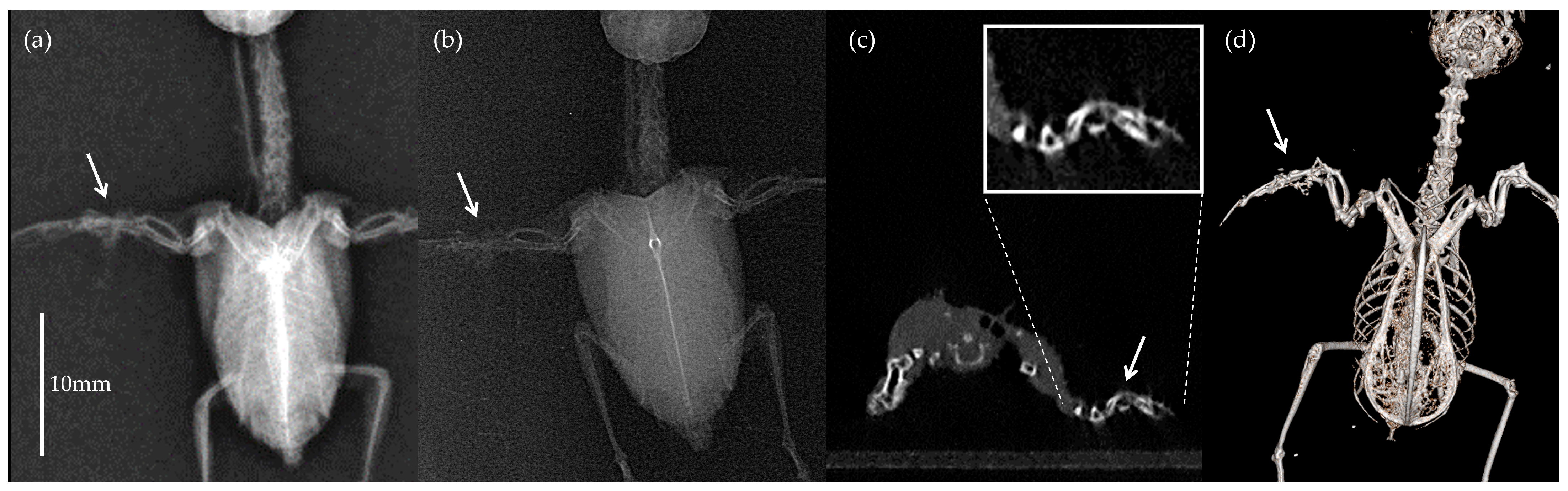 Animals 16 00062 g001