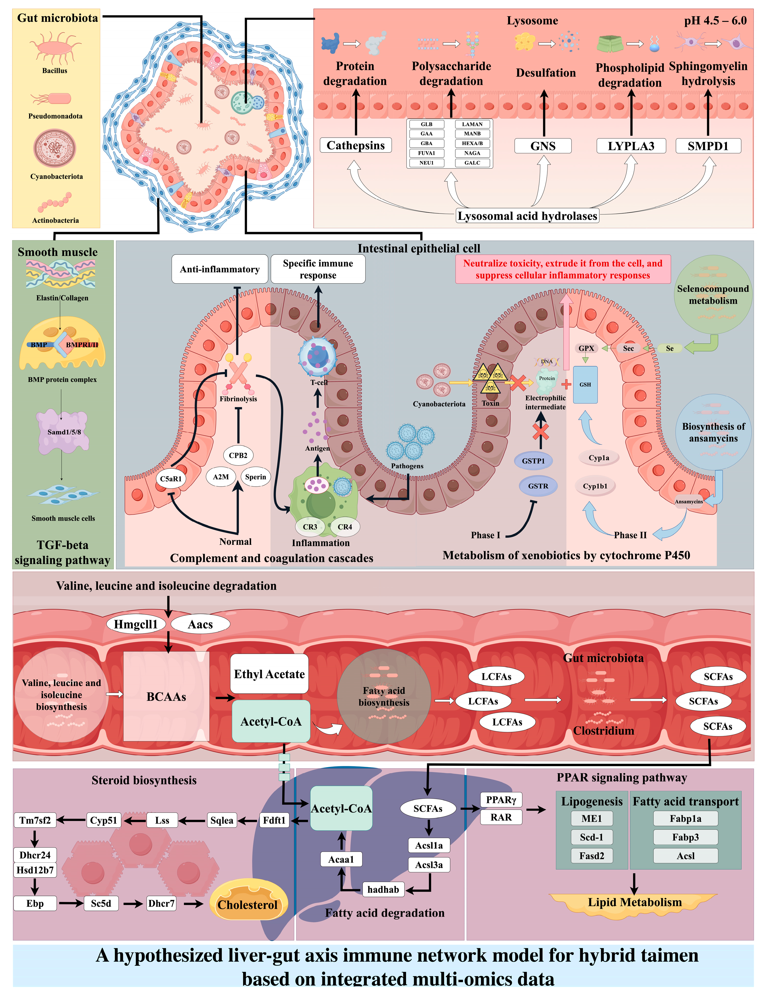 Animals 16 00074 g010