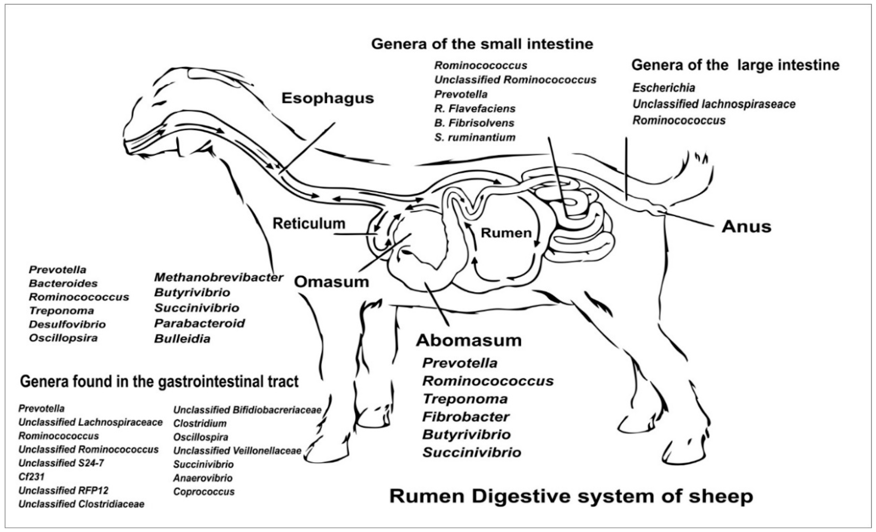Animals 16 00080 g001
