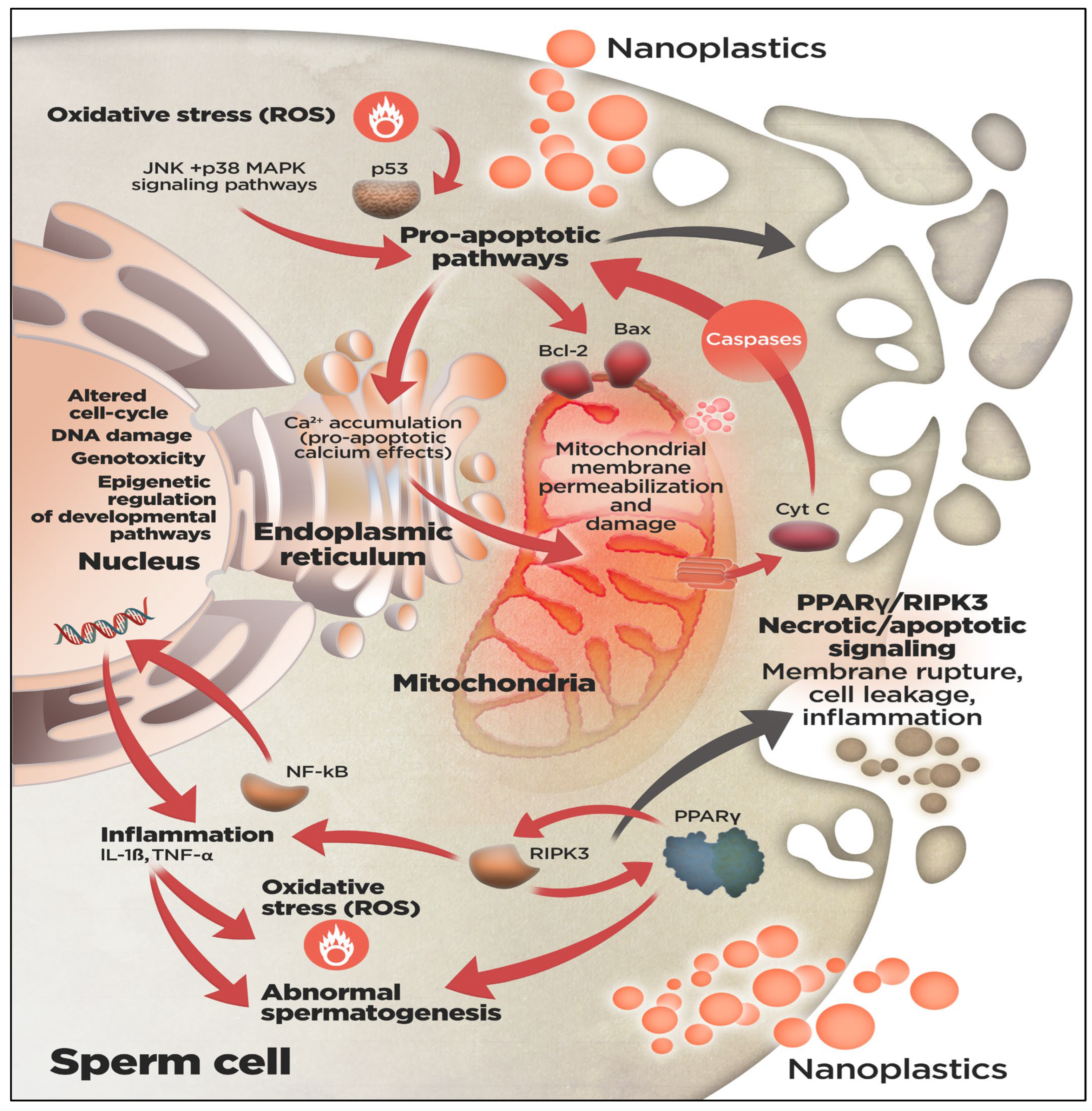 Animals 16 00094 g001 Animals 16 00094 g001