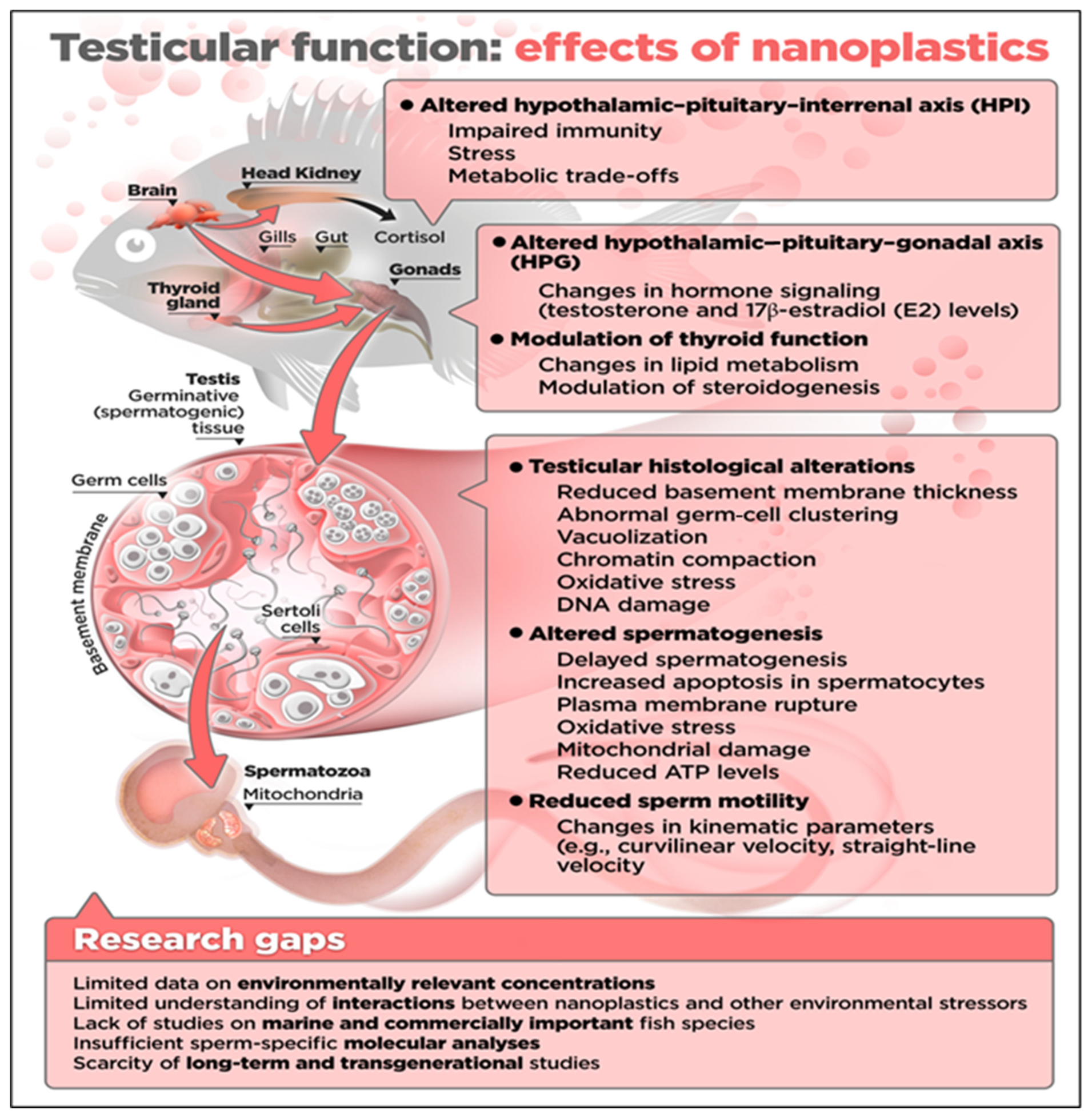 Animals 16 00094 g002 Animals 16 00094 g002