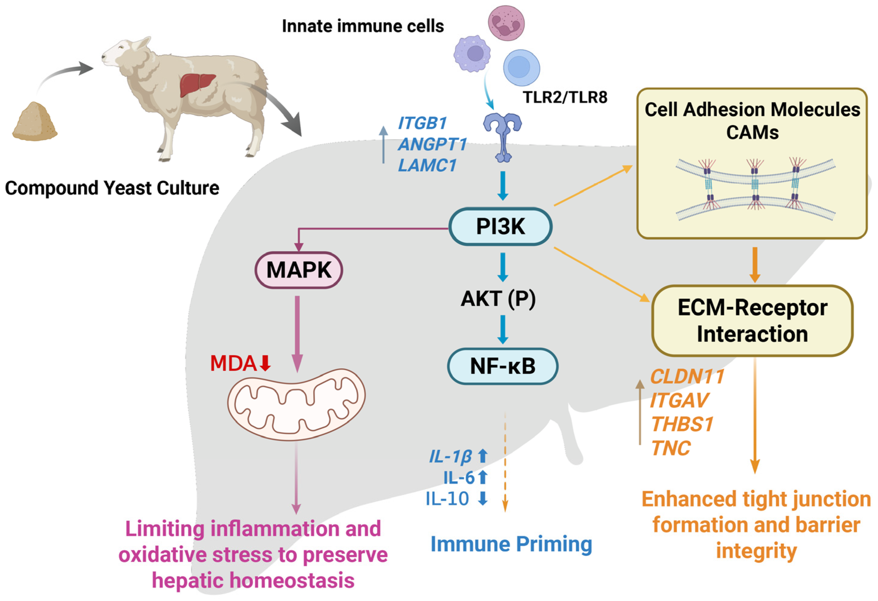 Animals 16 00104 g011