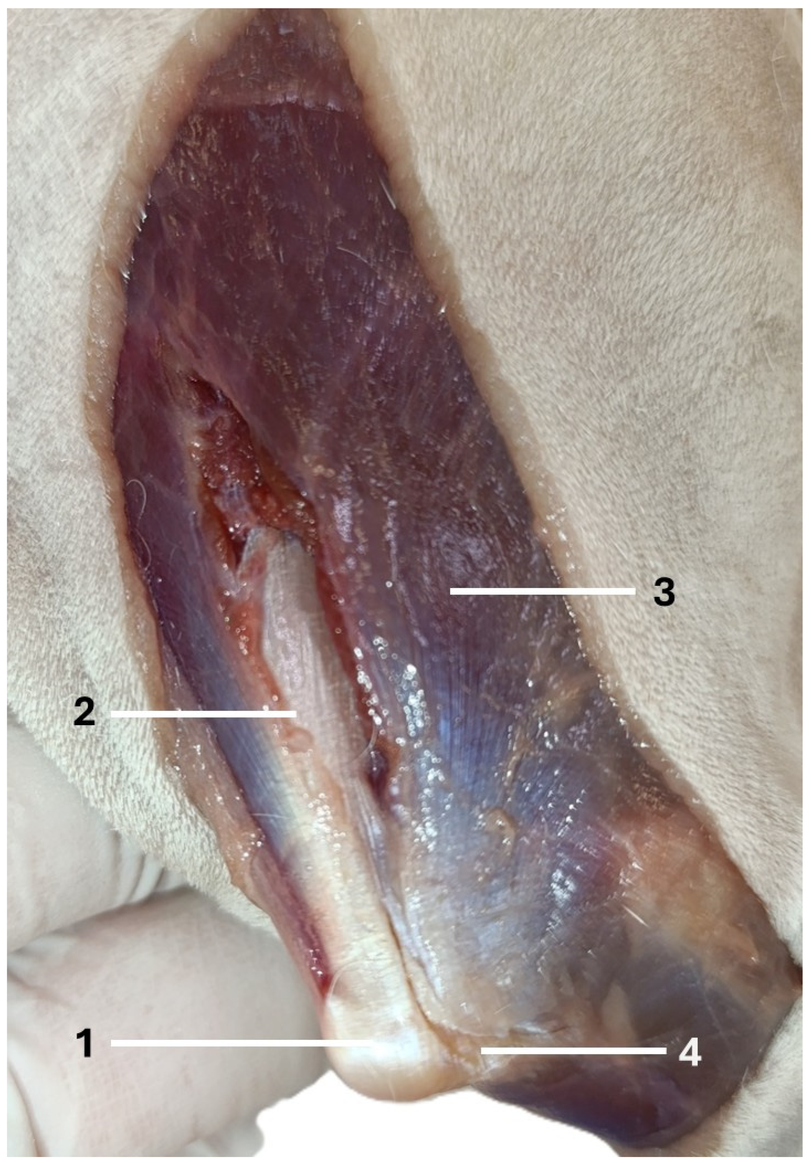 Animals 16 00110 g002 Animals 16 00110 g002