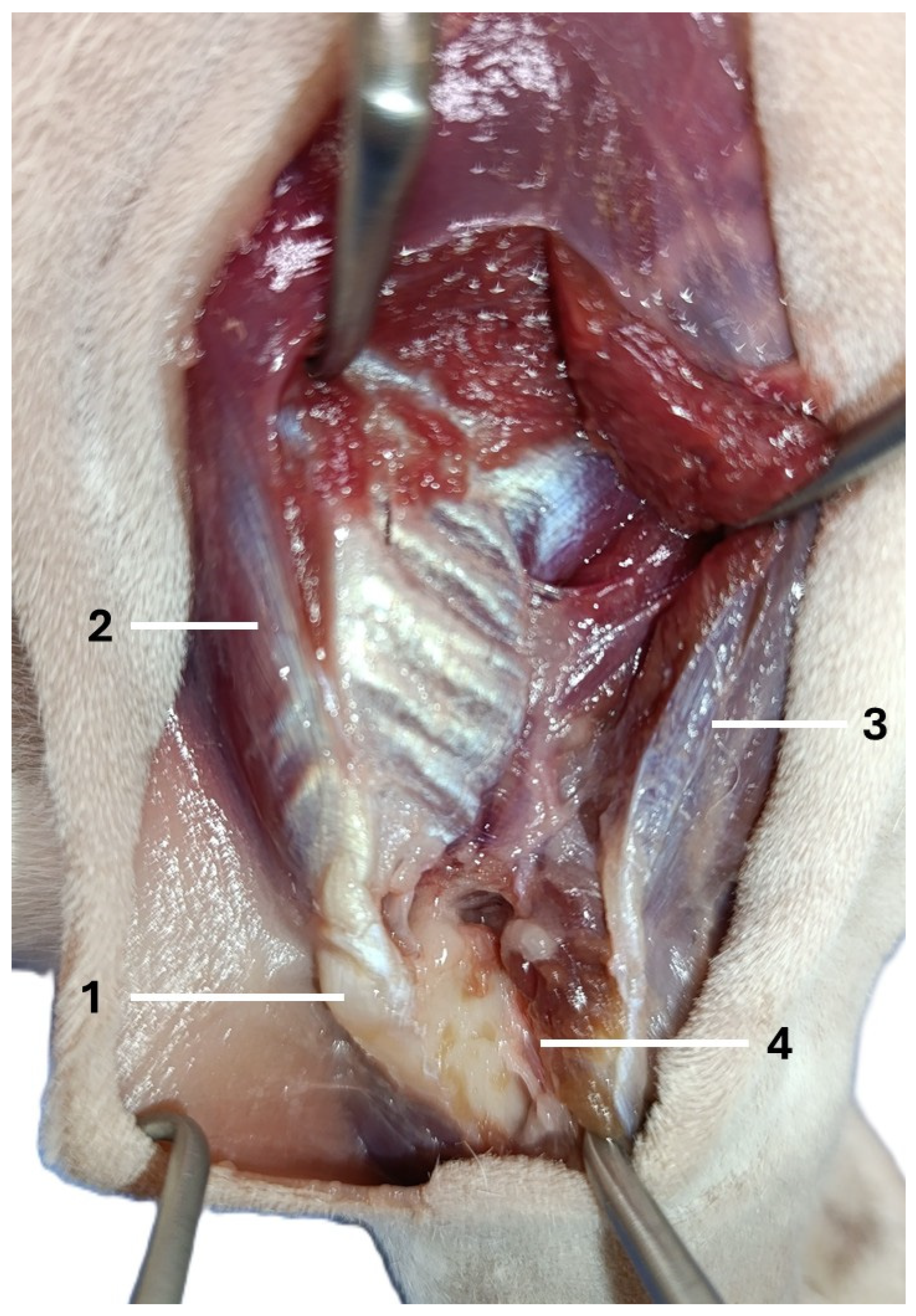 Animals 16 00110 g003 Animals 16 00110 g003