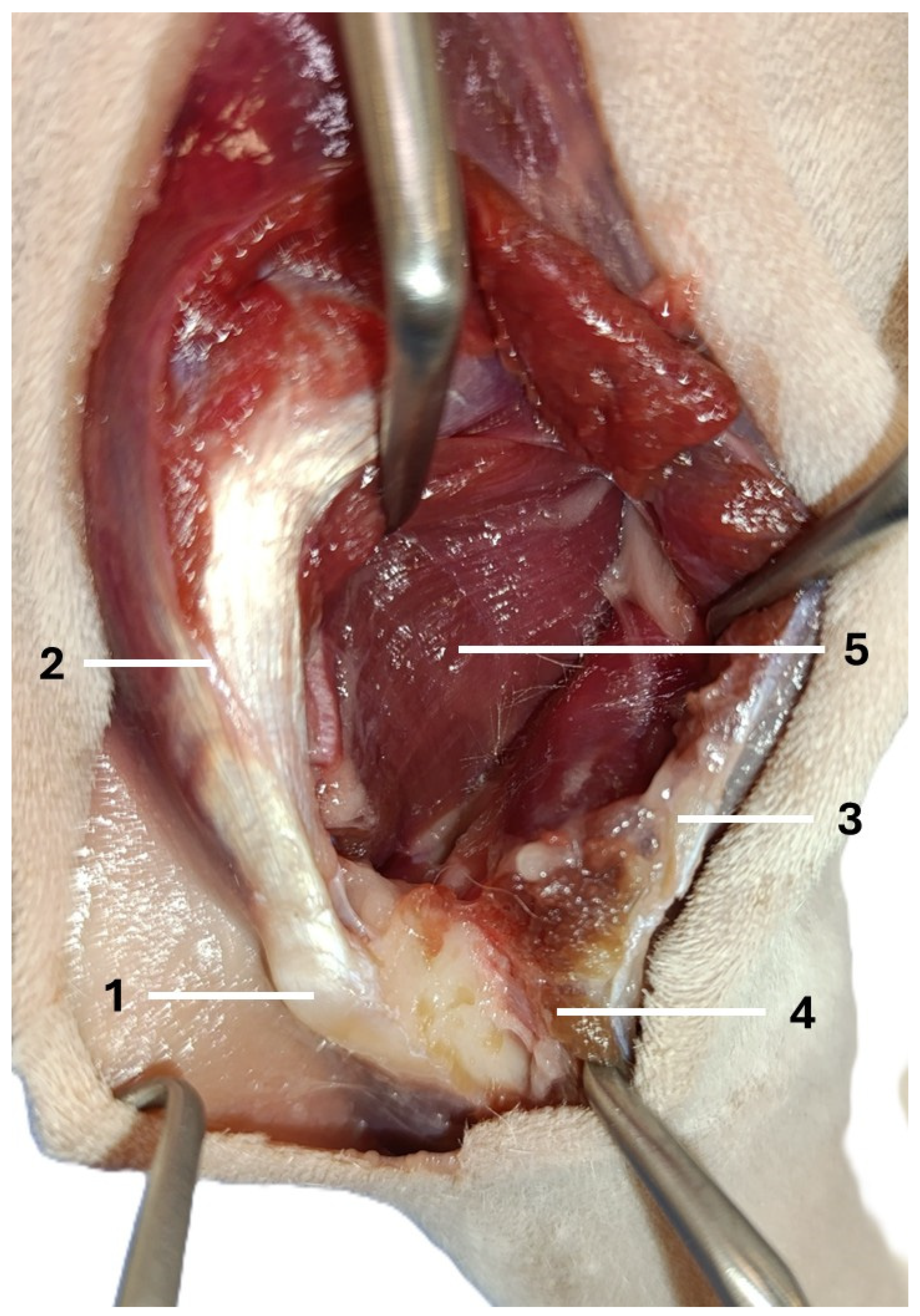 Animals 16 00110 g004 Animals 16 00110 g004