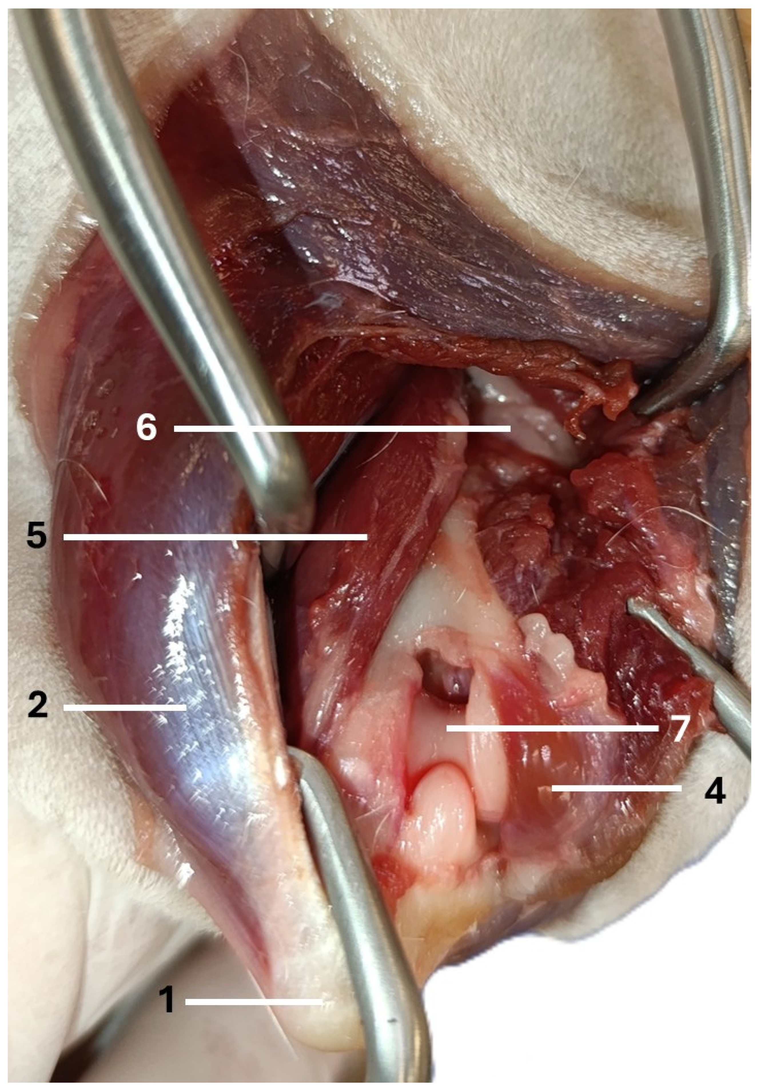 Animals 16 00110 g005 Animals 16 00110 g005