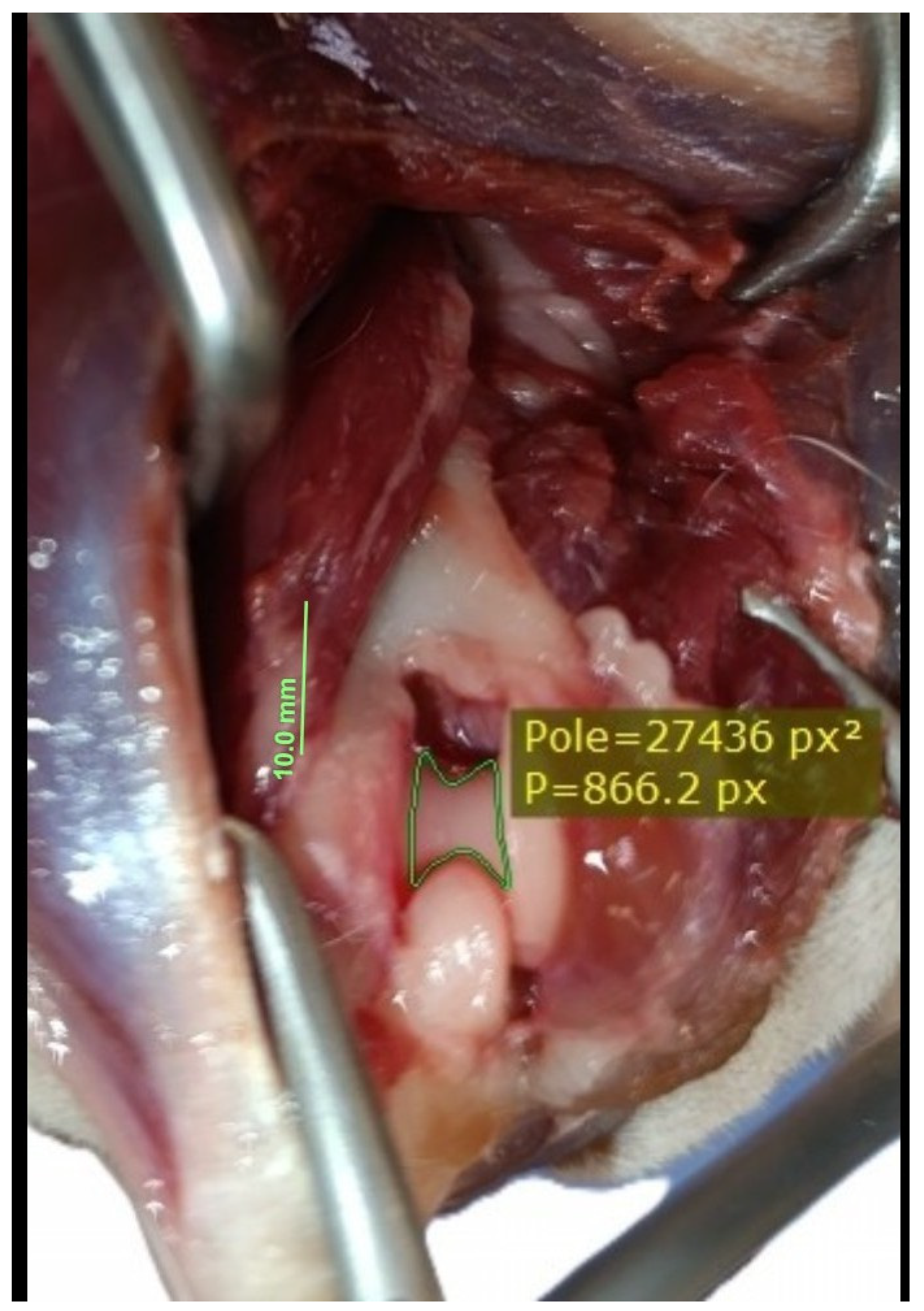 Animals 16 00110 g006 Animals 16 00110 g006