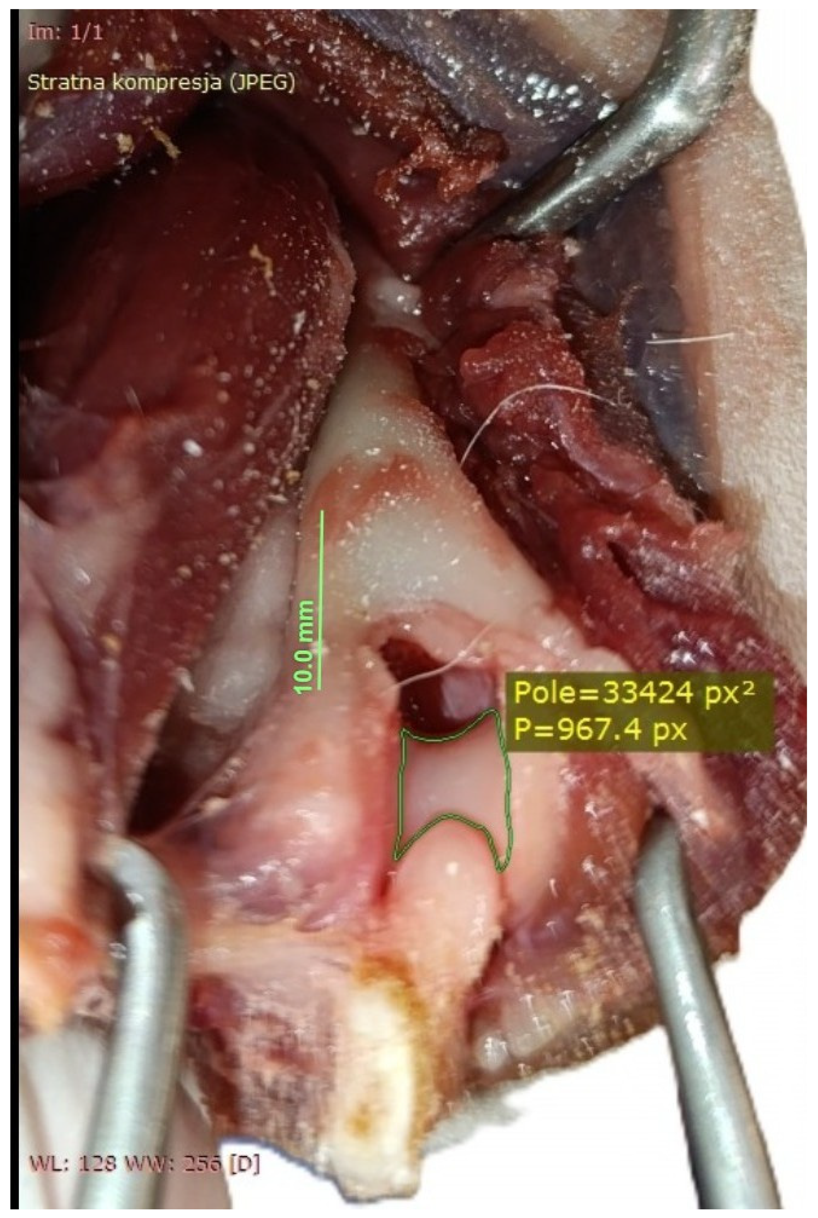 Animals 16 00110 g007 Animals 16 00110 g007