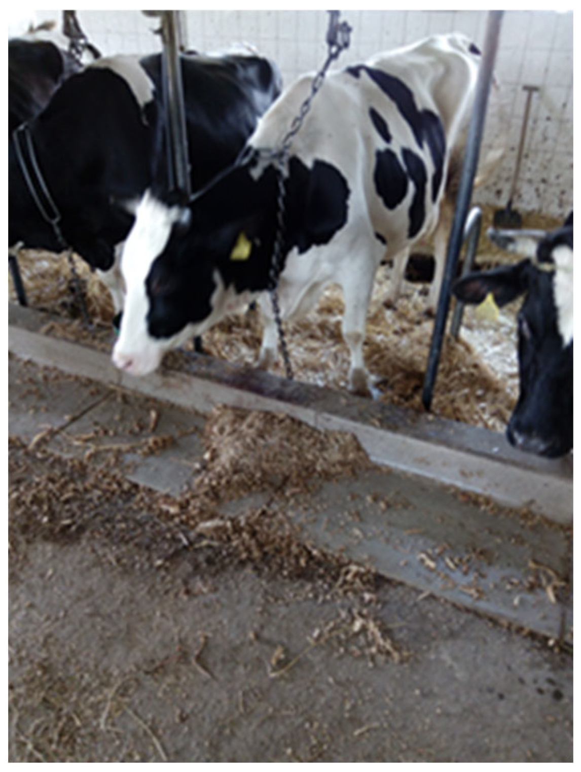 Animals 16 00130 g001