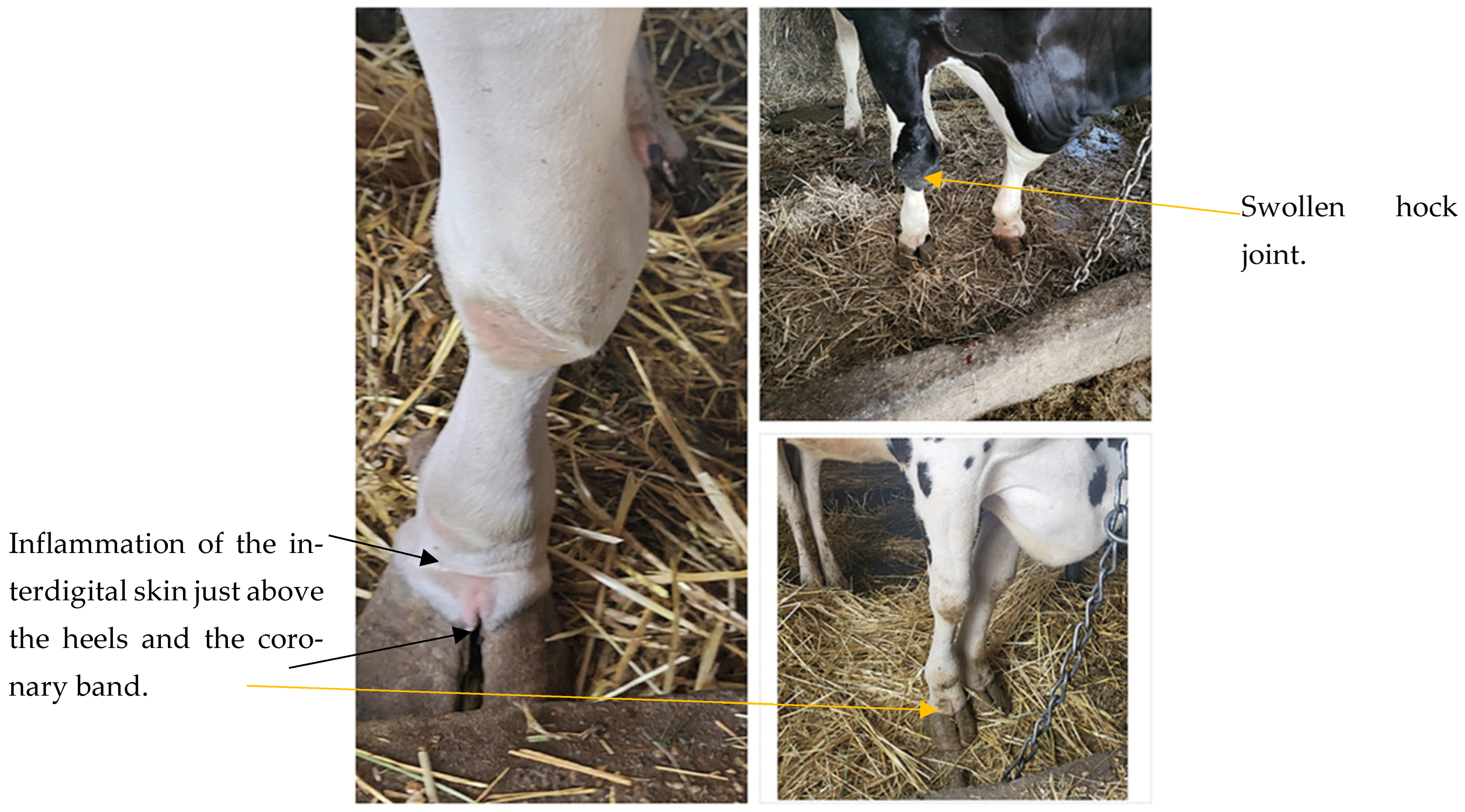 Animals 16 00130 g002