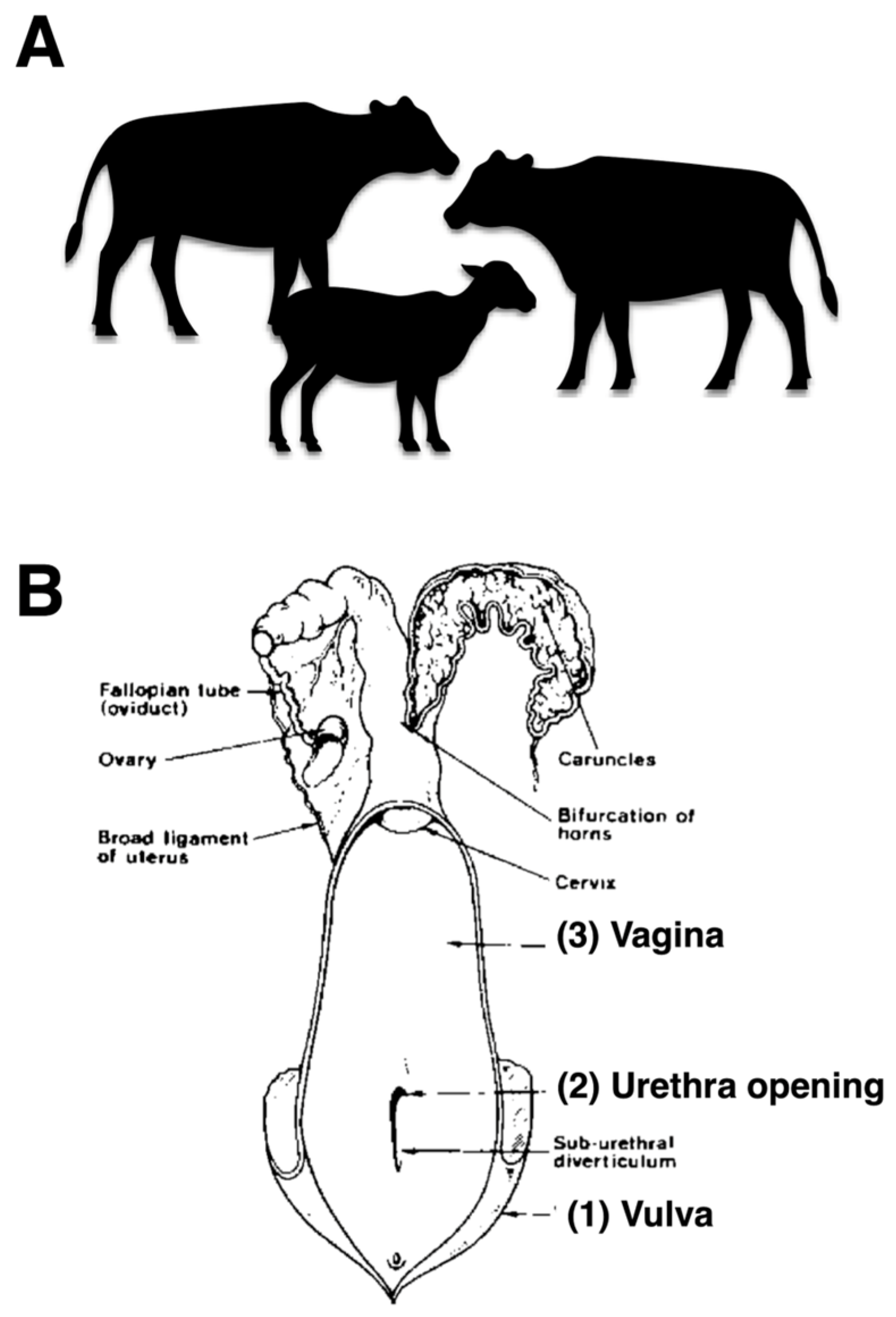 Animals 16 00133 g001